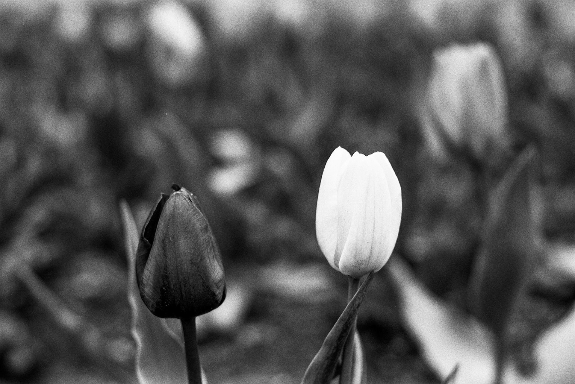 Autosave-File vom d-lab2/3 der AgfaPhoto GmbH