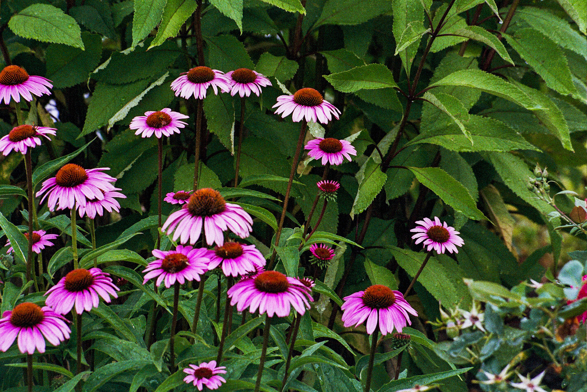 Autosave-File vom d-lab2/3 der AgfaPhoto GmbH