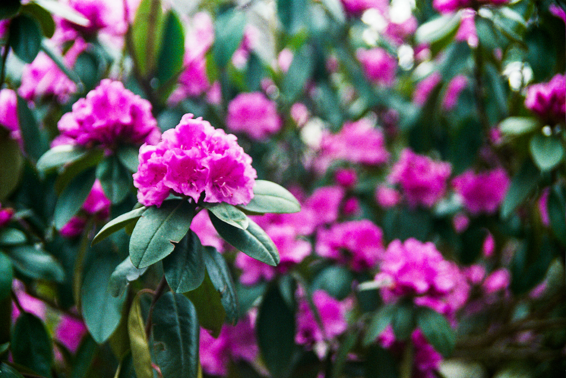 Autosave-File vom d-lab2/3 der AgfaPhoto GmbH