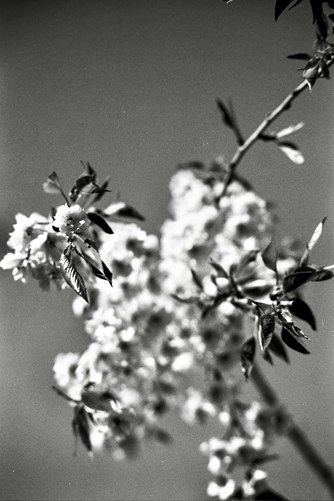 Autosave-File vom d-lab2/3 der AgfaPhoto GmbH