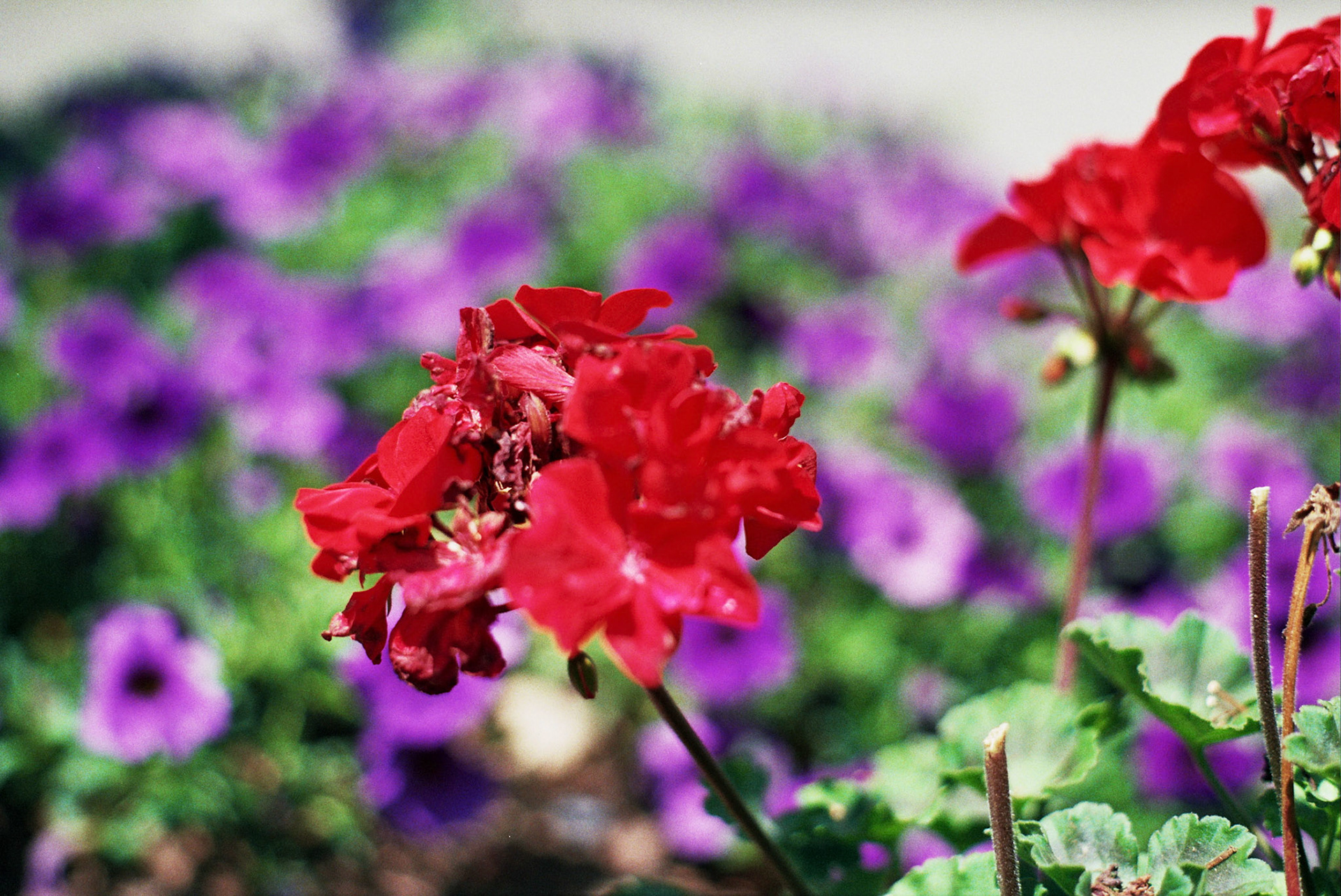 Autosave-File vom d-lab2/3 der AgfaPhoto GmbH