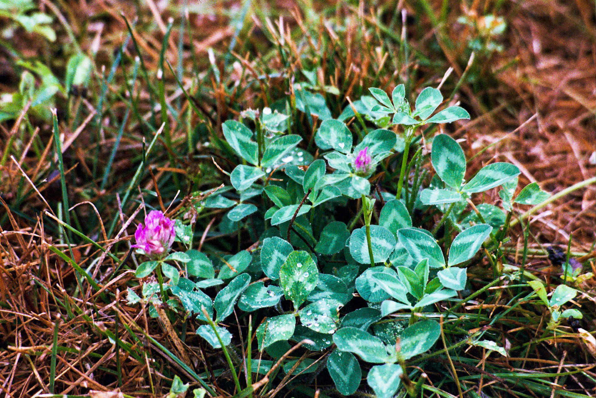 Autosave-File vom d-lab2/3 der AgfaPhoto GmbH