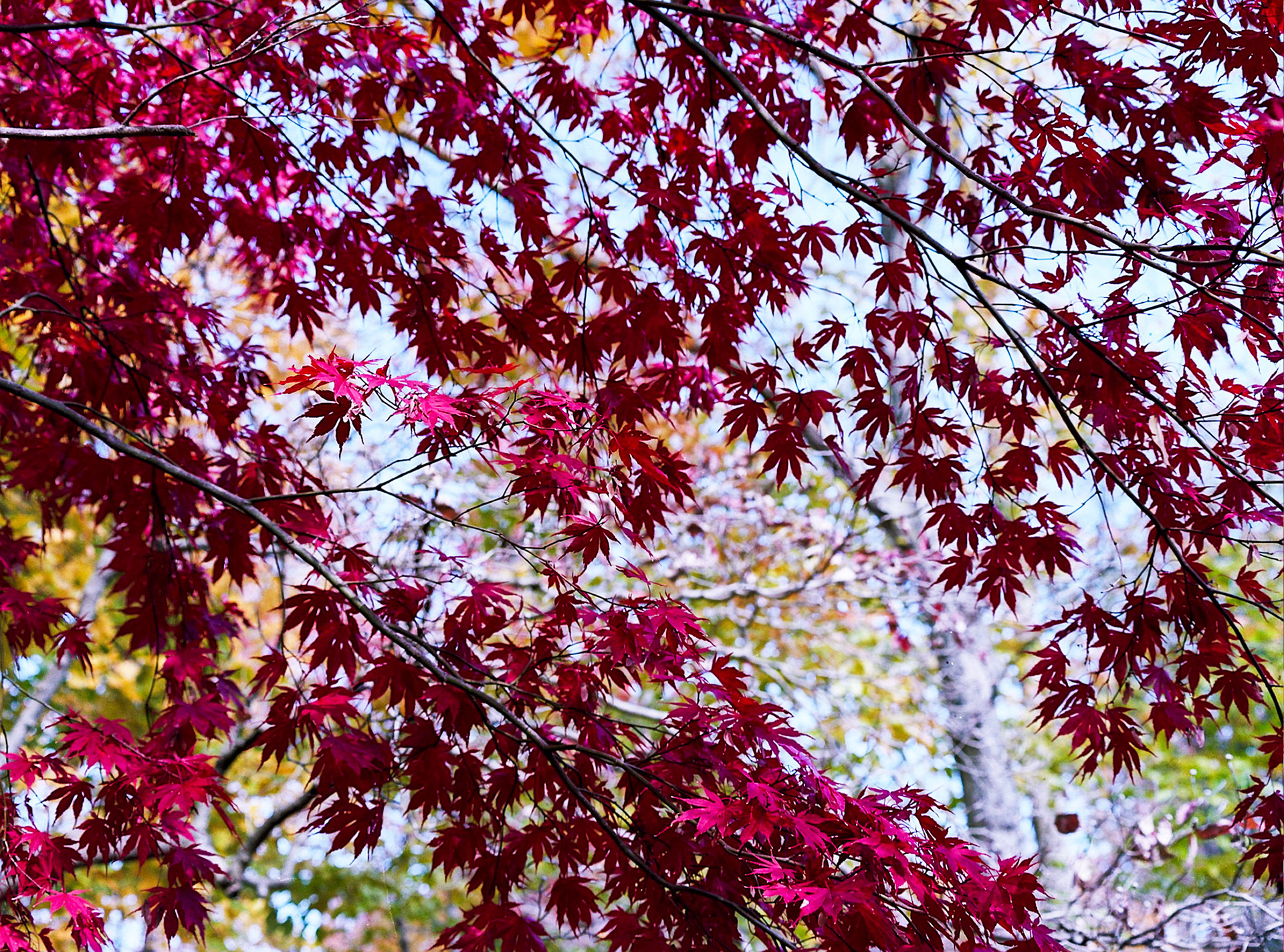 Autosave-File vom d-lab2/3 der AgfaPhoto GmbH