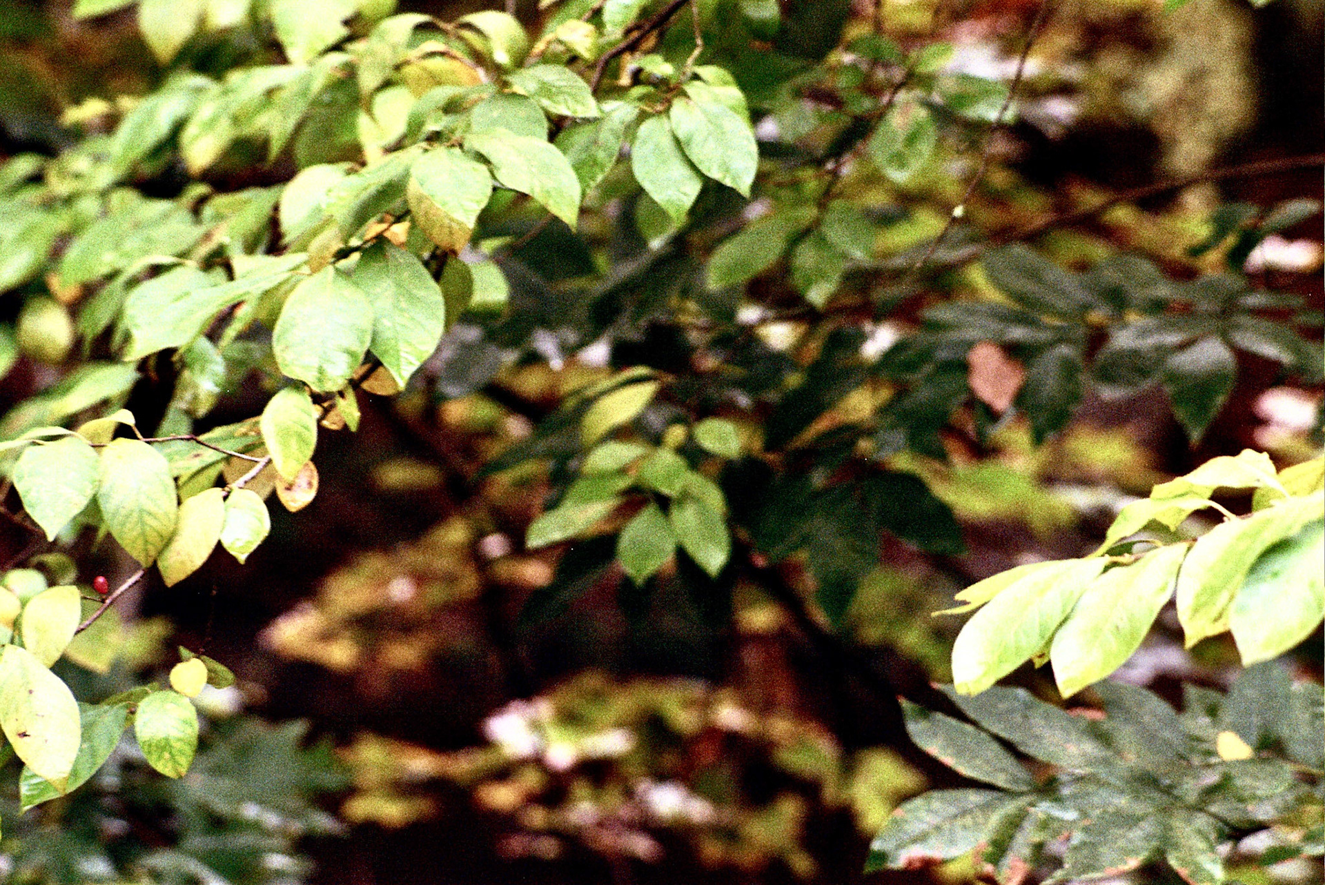 Autosave-File vom d-lab2/3 der AgfaPhoto GmbH