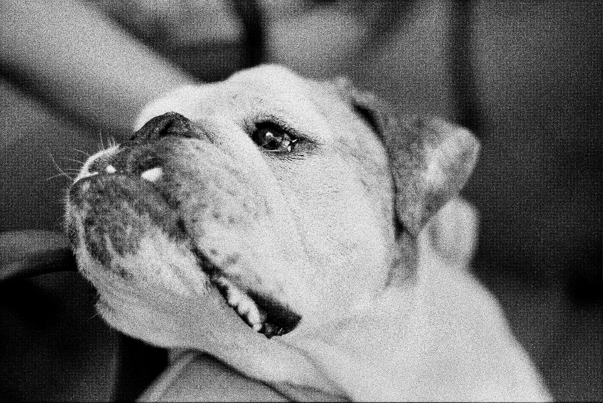 Autosave-File vom d-lab2/3 der AgfaPhoto GmbH