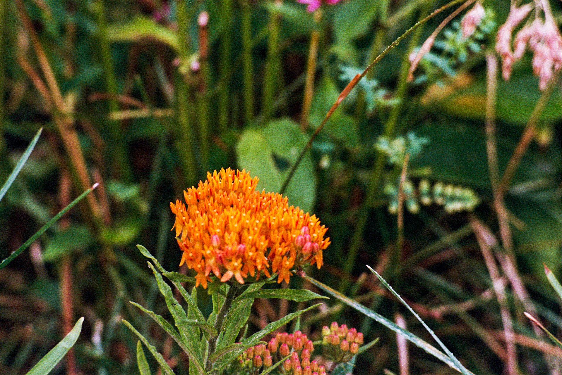 Autosave-File vom d-lab2/3 der AgfaPhoto GmbH