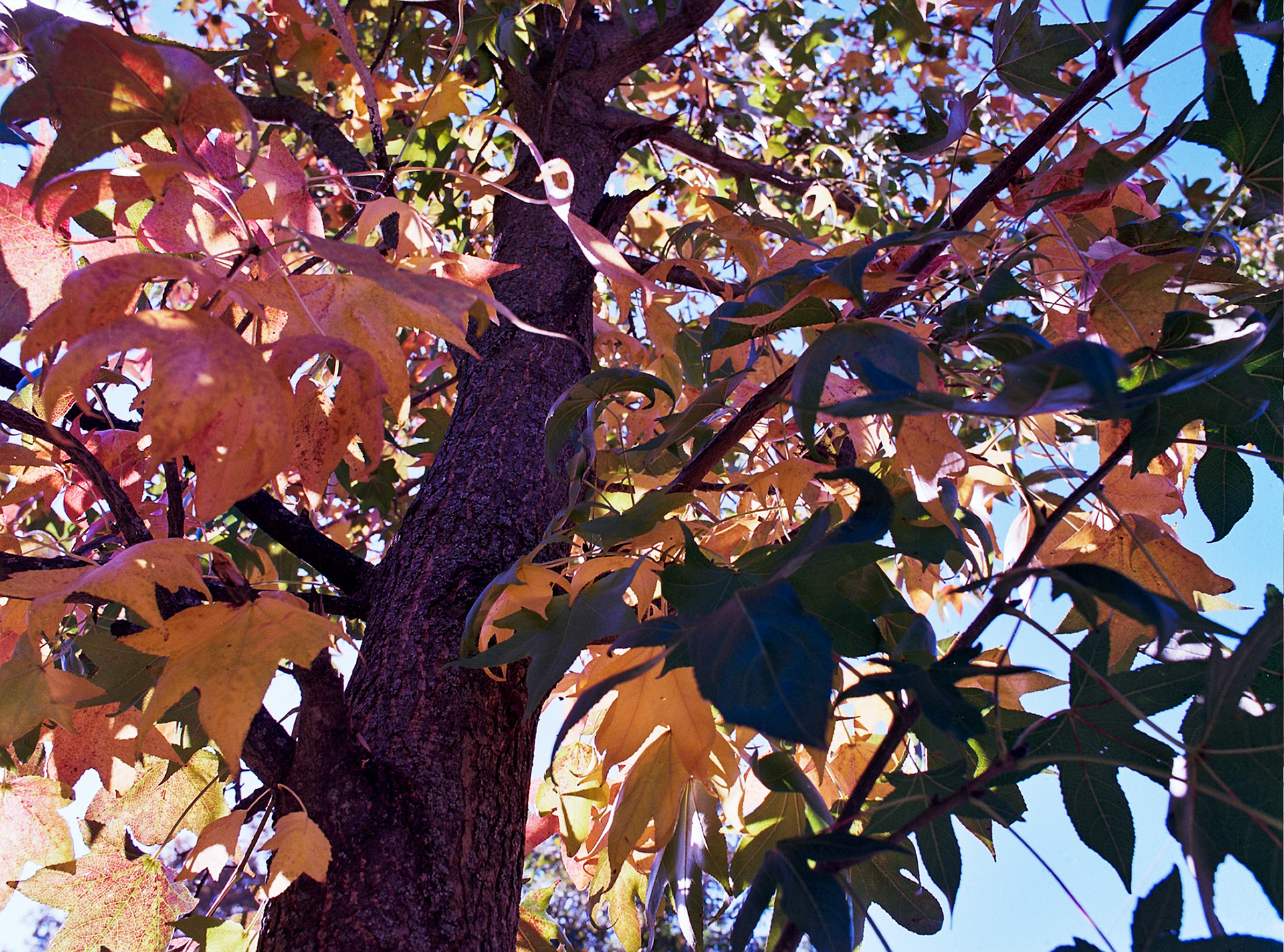 Autosave-File vom d-lab2/3 der AgfaPhoto GmbH