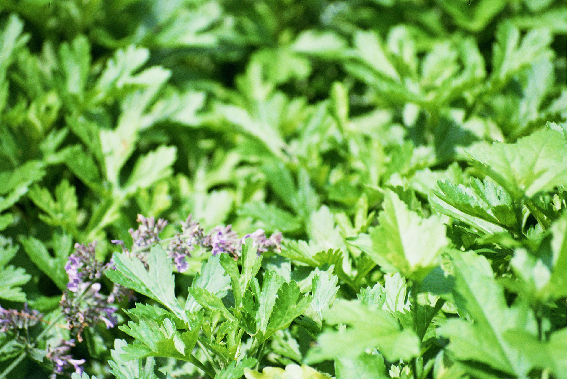 Autosave-File vom d-lab2/3 der AgfaPhoto GmbH