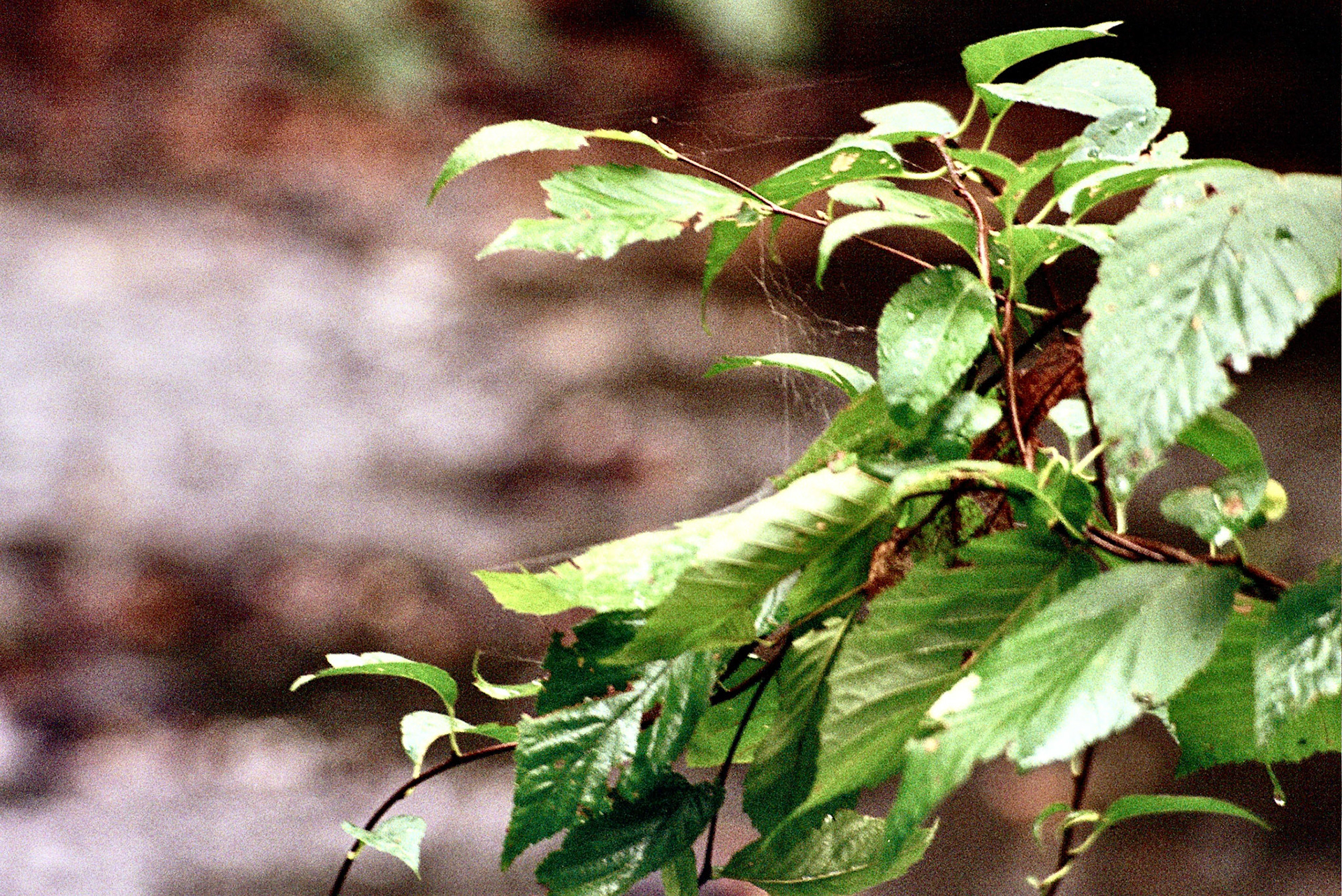 Autosave-File vom d-lab2/3 der AgfaPhoto GmbH