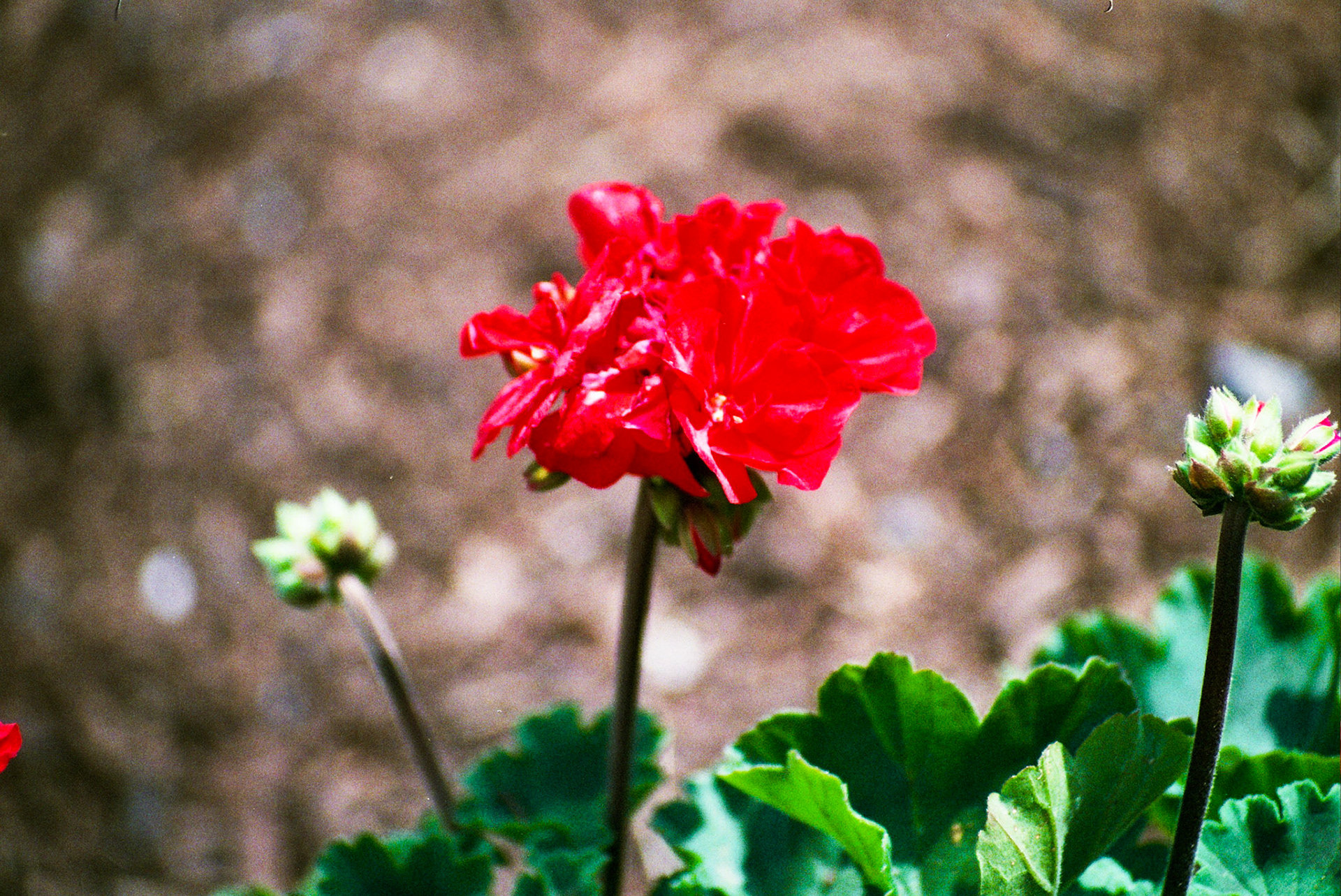 Autosave-File vom d-lab2/3 der AgfaPhoto GmbH