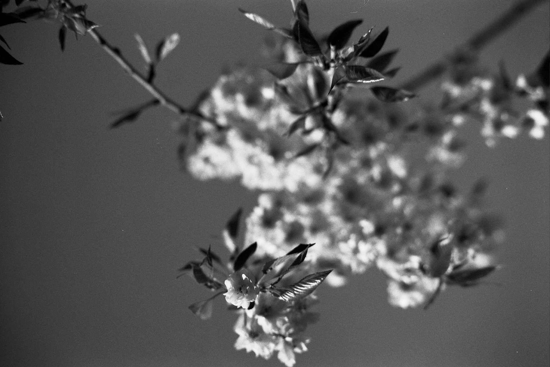 Autosave-File vom d-lab2/3 der AgfaPhoto GmbH