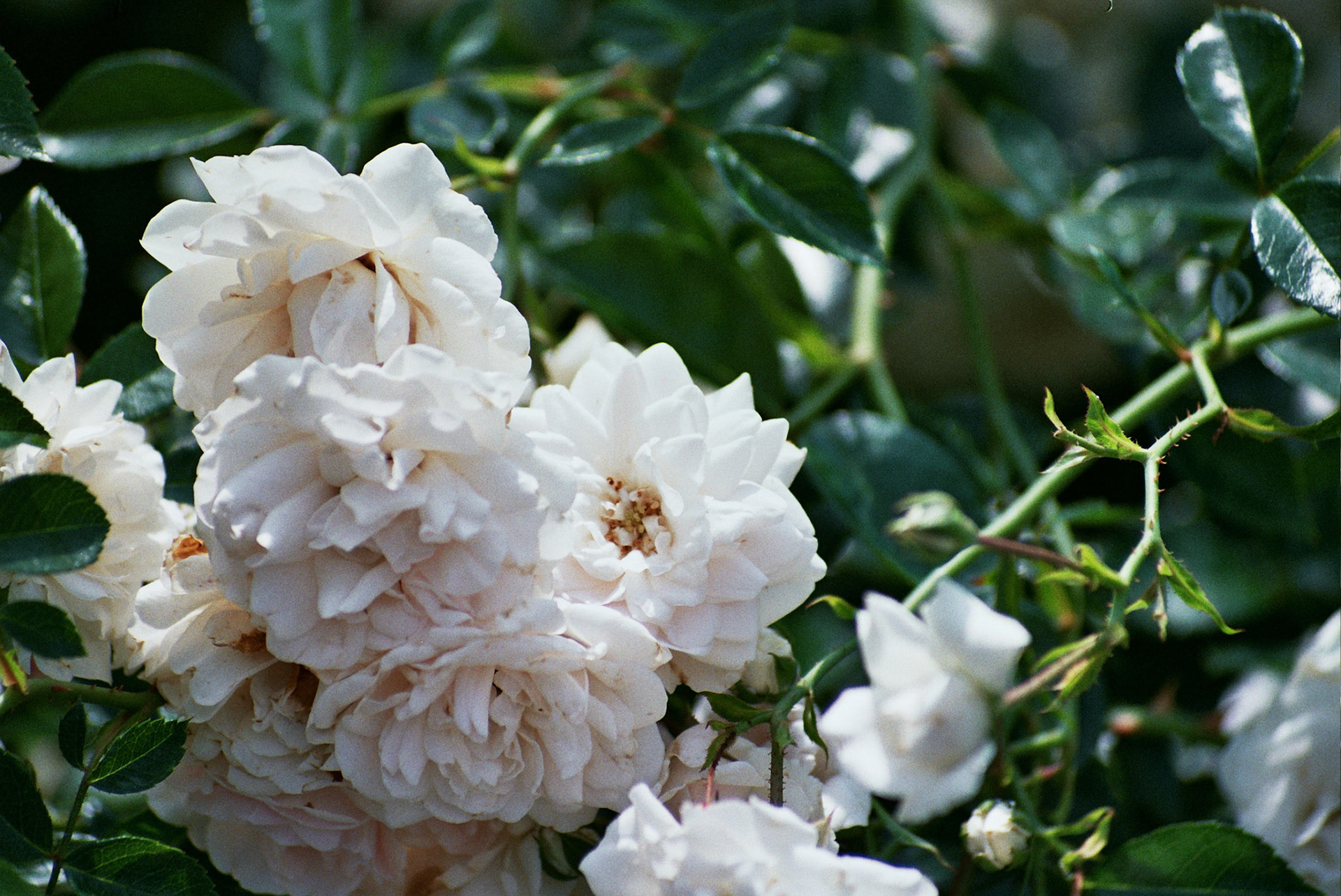 Autosave-File vom d-lab2/3 der AgfaPhoto GmbH