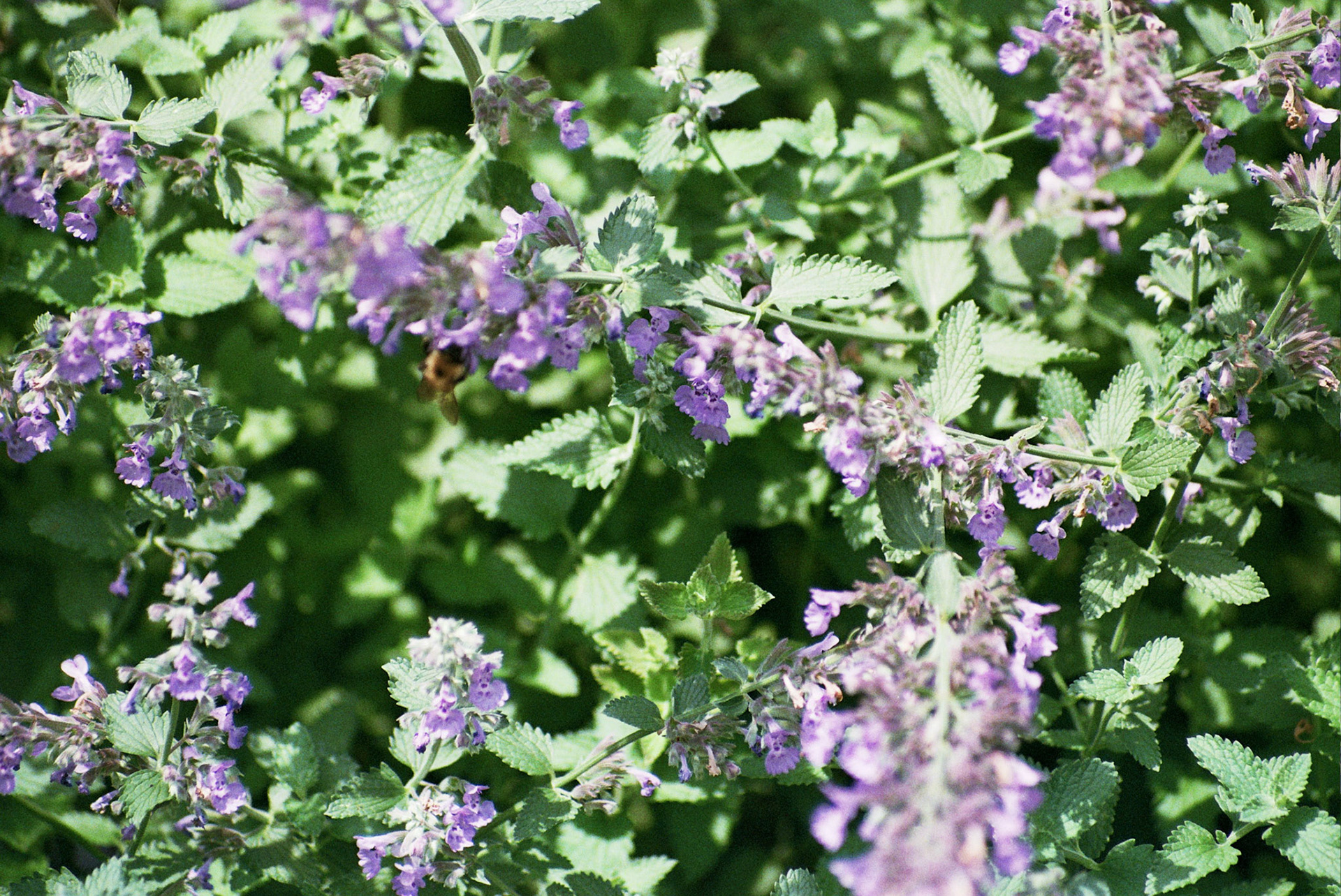 Autosave-File vom d-lab2/3 der AgfaPhoto GmbH