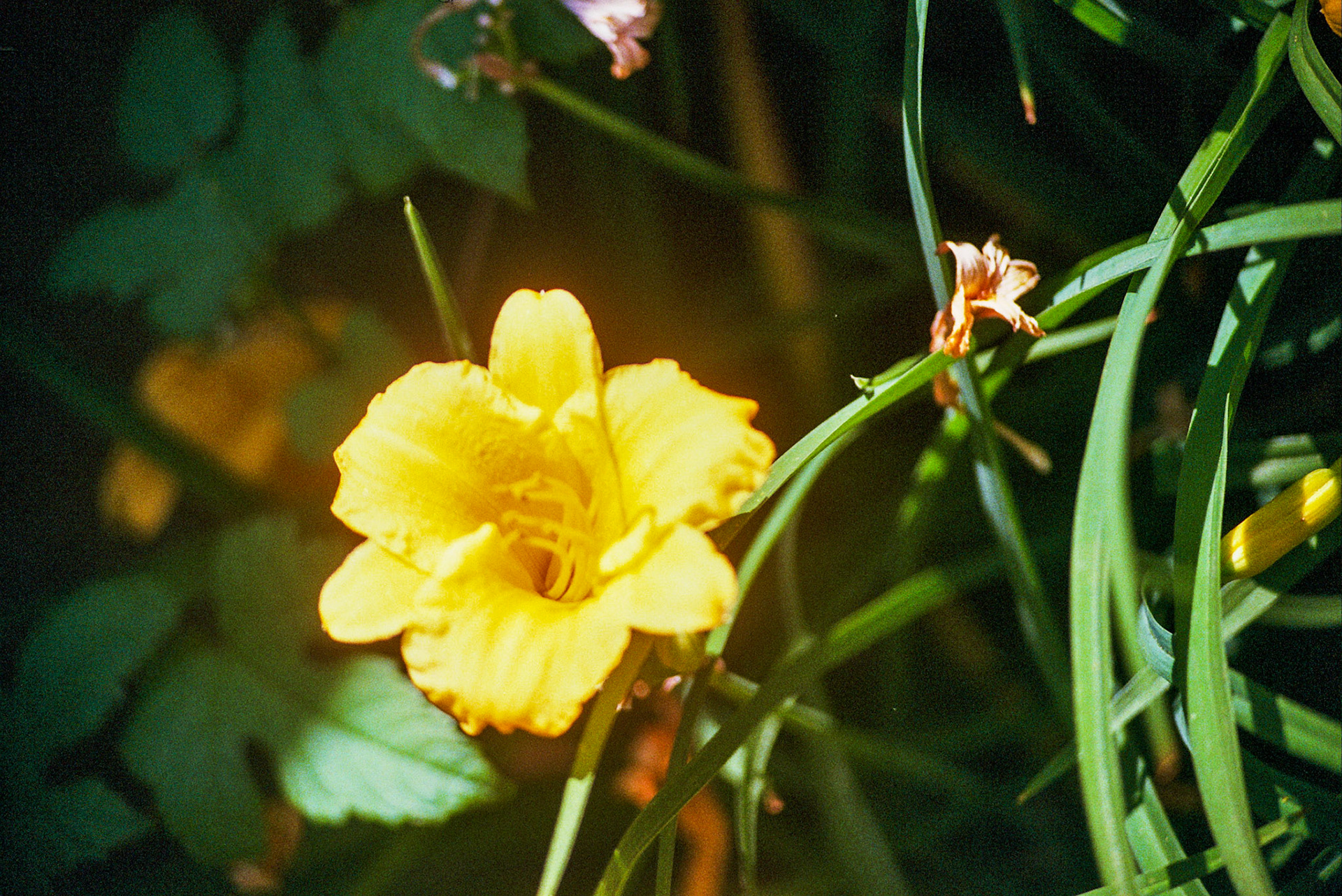 Autosave-File vom d-lab2/3 der AgfaPhoto GmbH