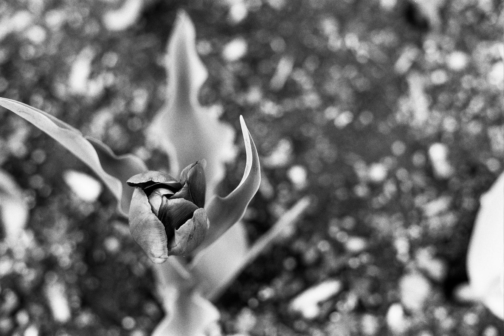 Autosave-File vom d-lab2/3 der AgfaPhoto GmbH