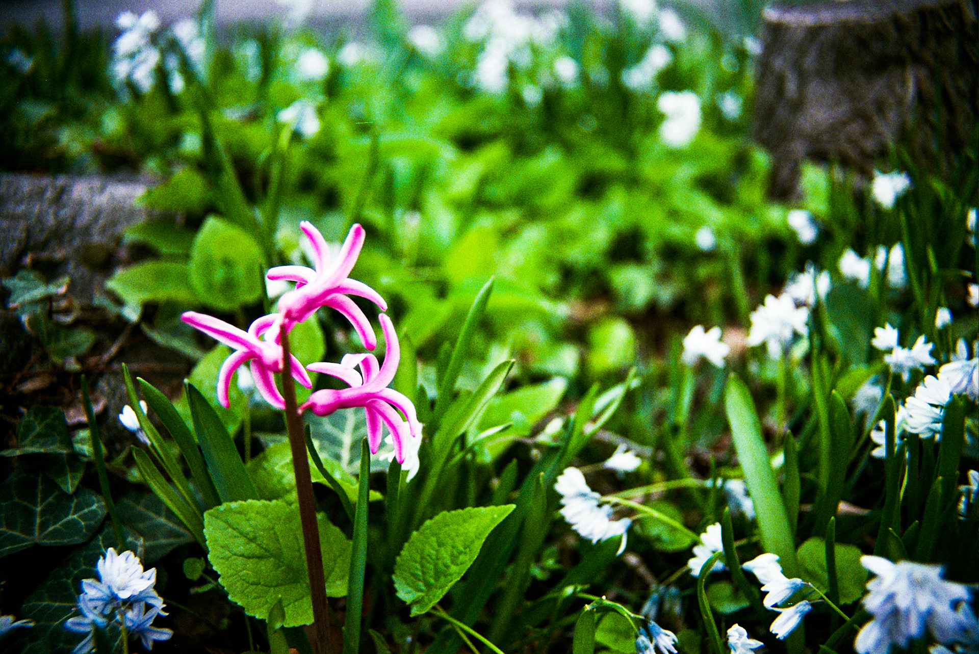 Autosave-File vom d-lab2/3 der AgfaPhoto GmbH