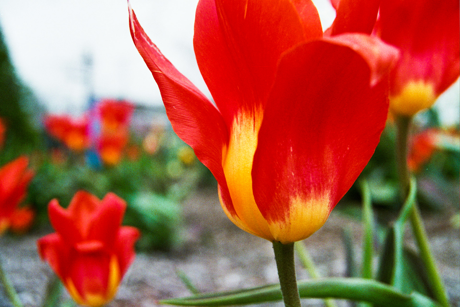 Autosave-File vom d-lab2/3 der AgfaPhoto GmbH