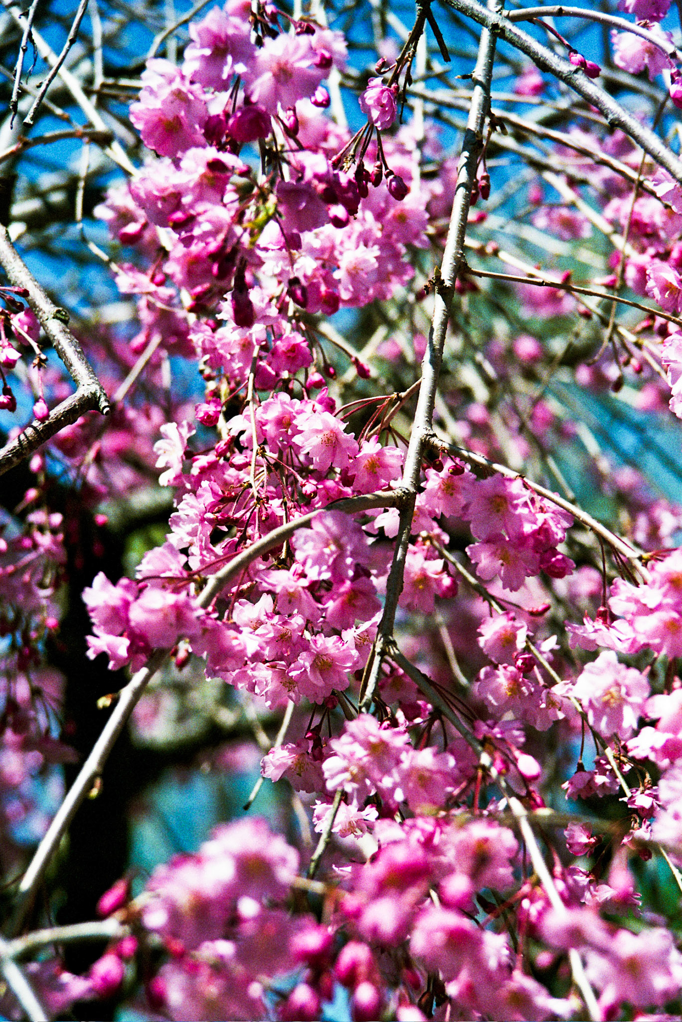 Autosave-File vom d-lab2/3 der AgfaPhoto GmbH