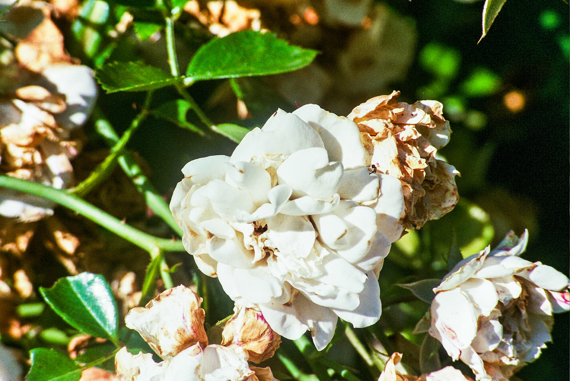 Autosave-File vom d-lab2/3 der AgfaPhoto GmbH