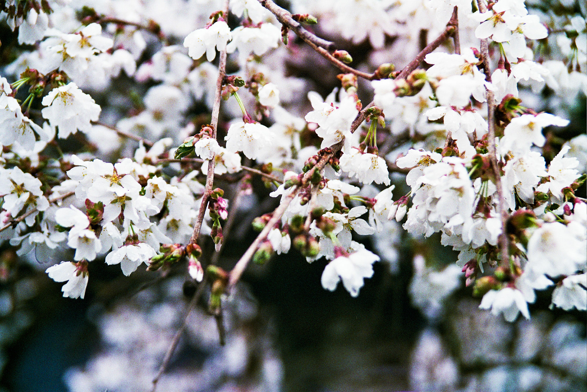 Autosave-File vom d-lab2/3 der AgfaPhoto GmbH