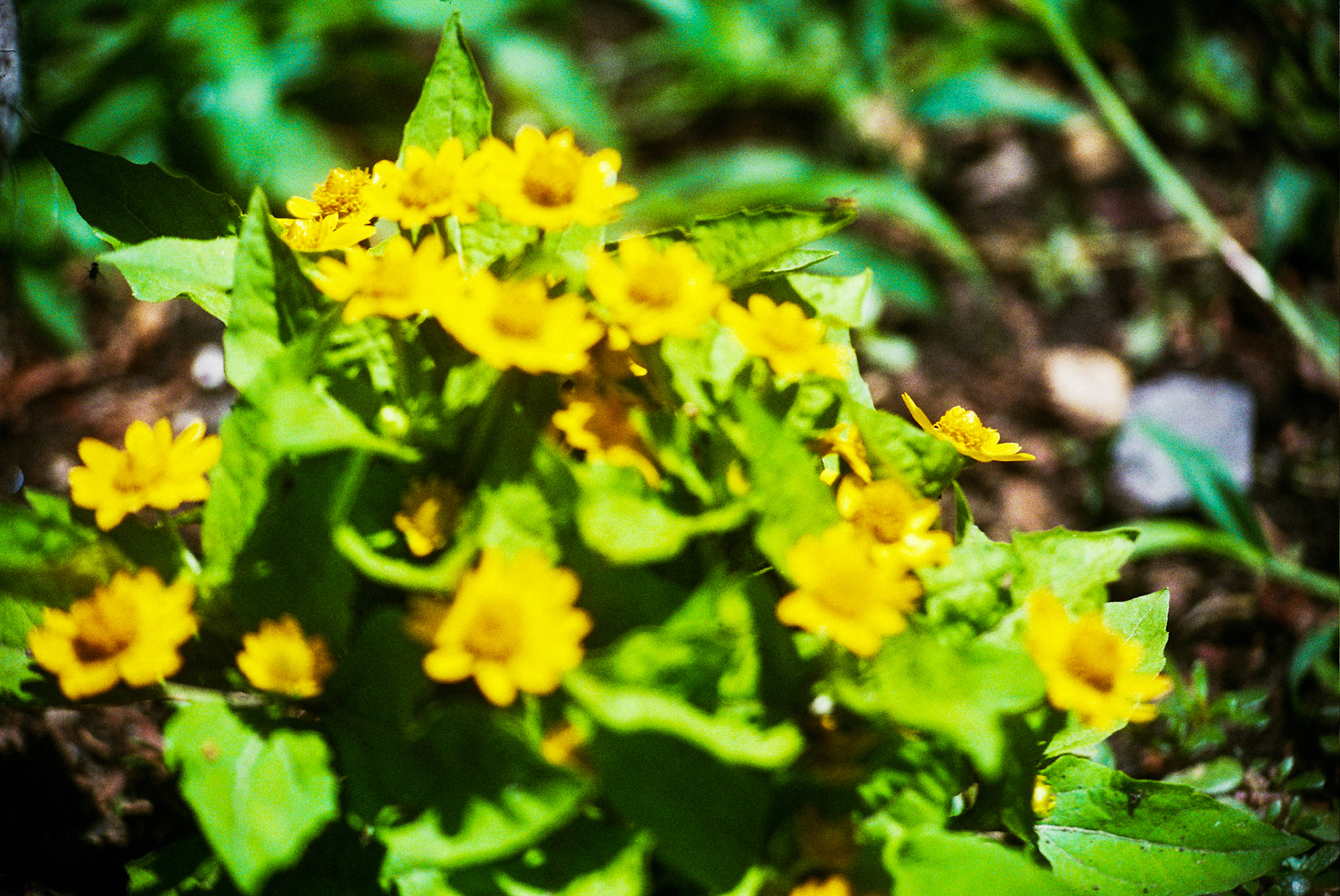 Autosave-File vom d-lab2/3 der AgfaPhoto GmbH