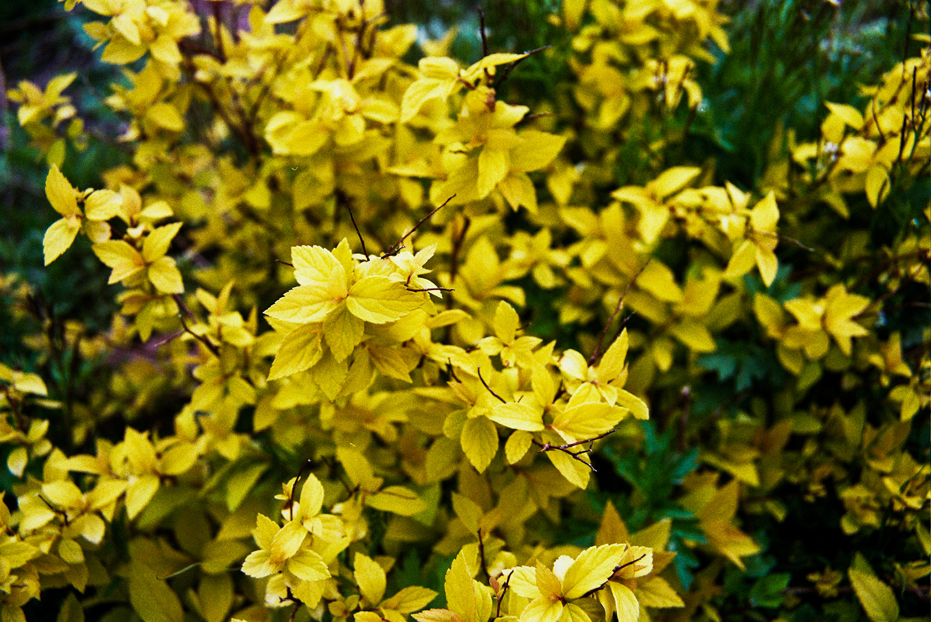 Autosave-File vom d-lab2/3 der AgfaPhoto GmbH