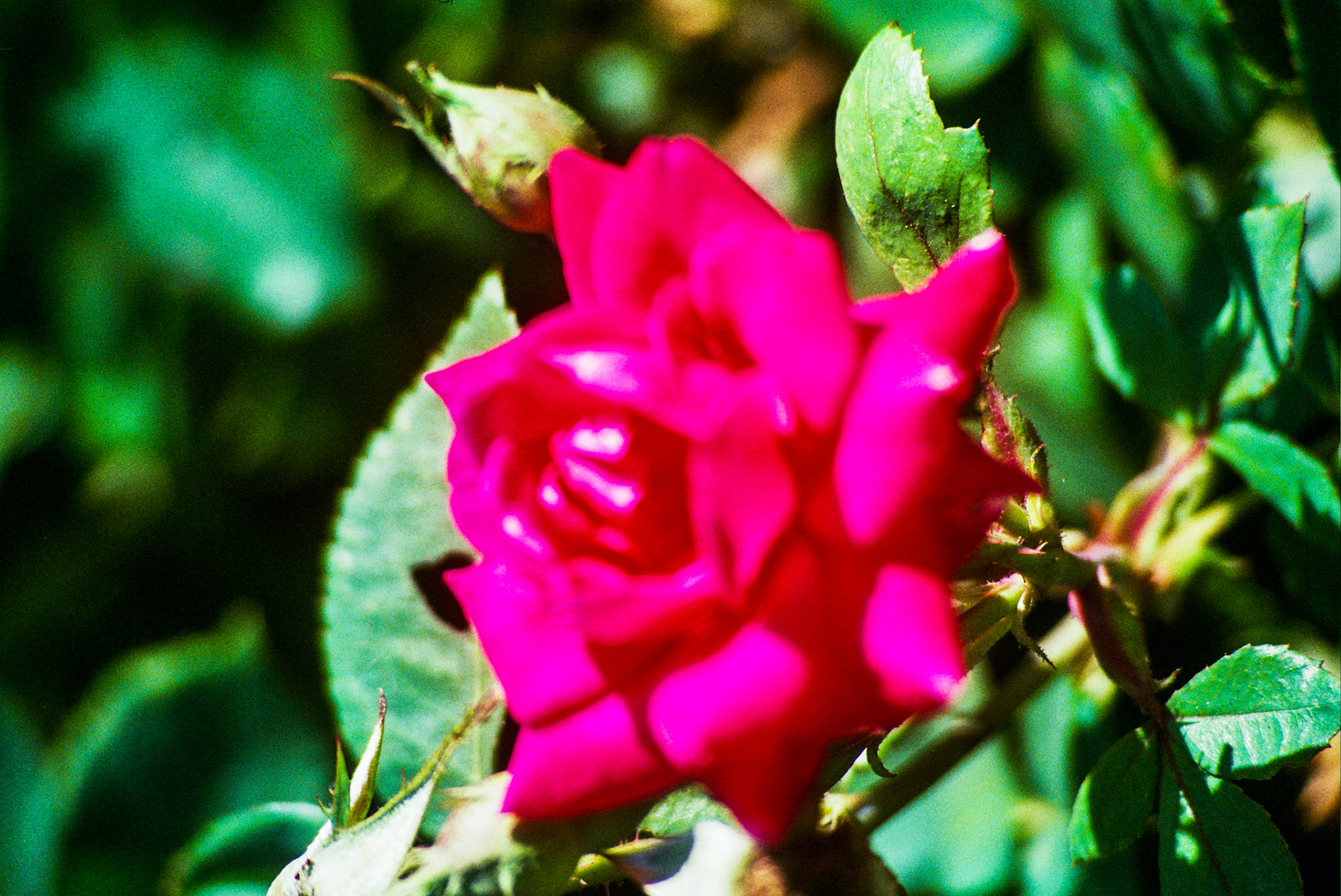 Autosave-File vom d-lab2/3 der AgfaPhoto GmbH