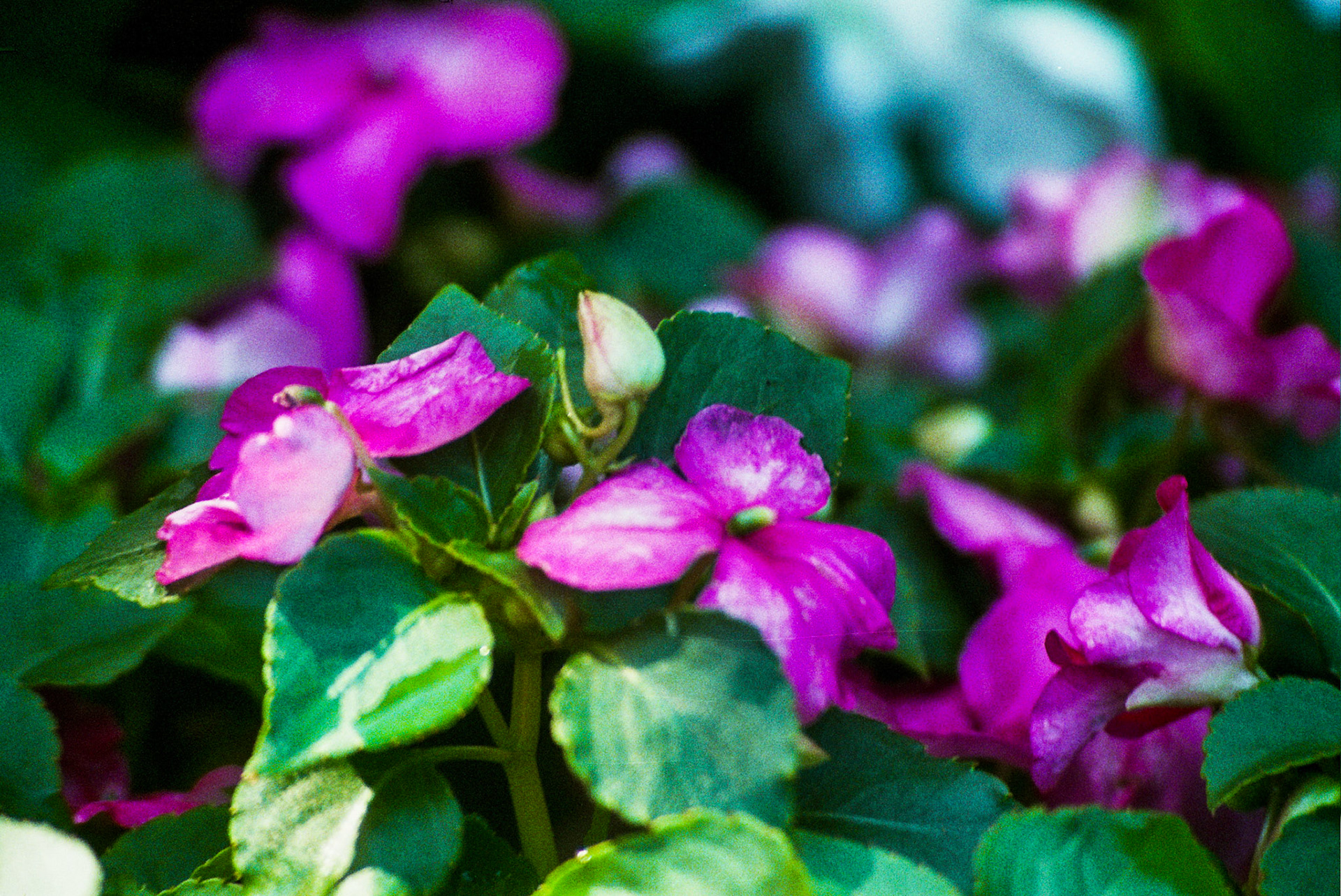 Autosave-File vom d-lab2/3 der AgfaPhoto GmbH