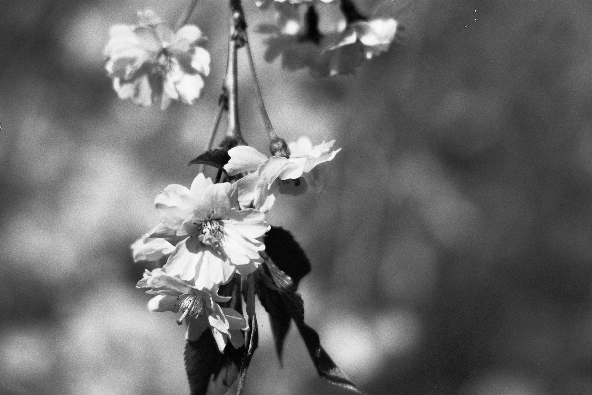 Autosave-File vom d-lab2/3 der AgfaPhoto GmbH