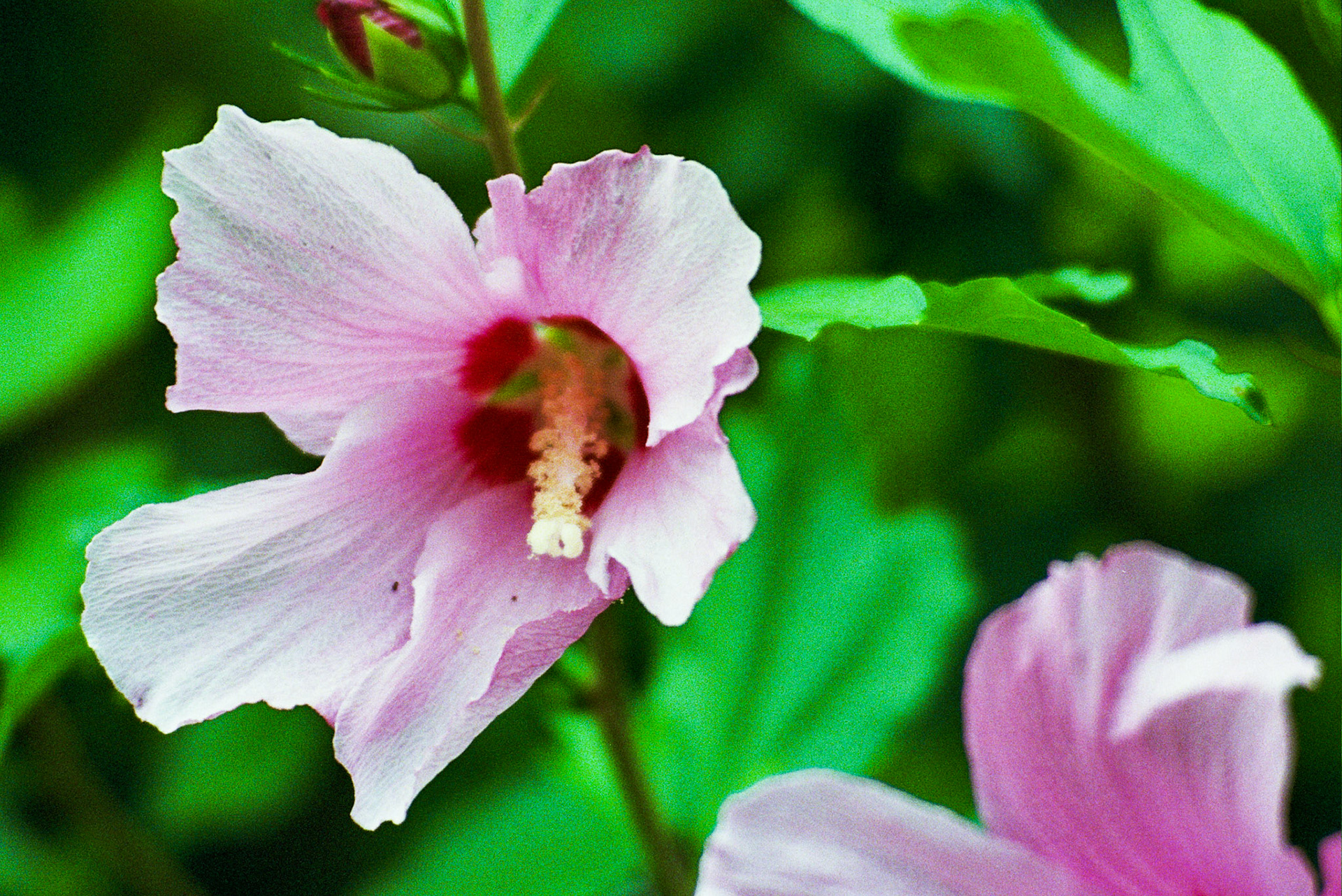 Autosave-File vom d-lab2/3 der AgfaPhoto GmbH