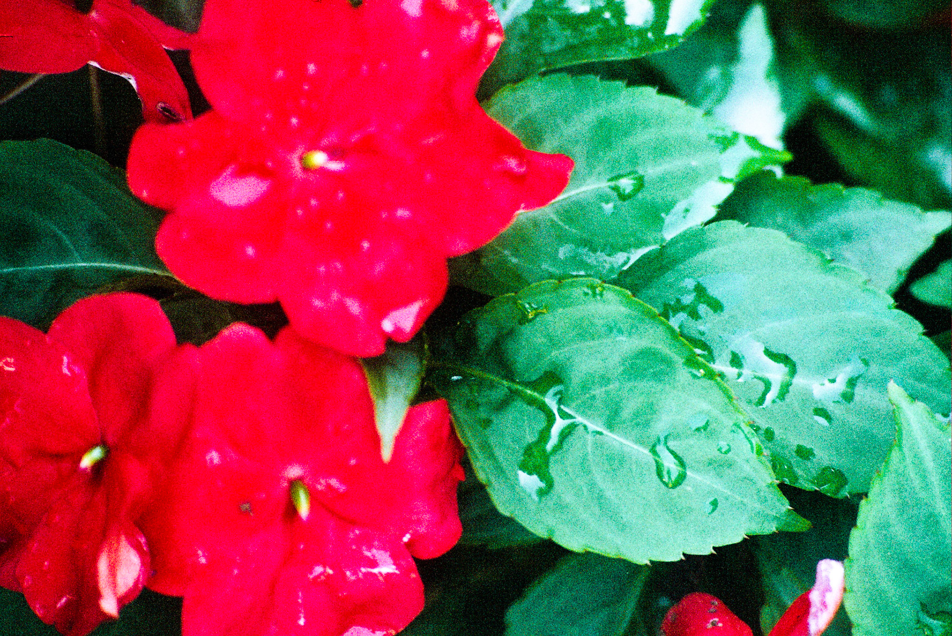 Autosave-File vom d-lab2/3 der AgfaPhoto GmbH