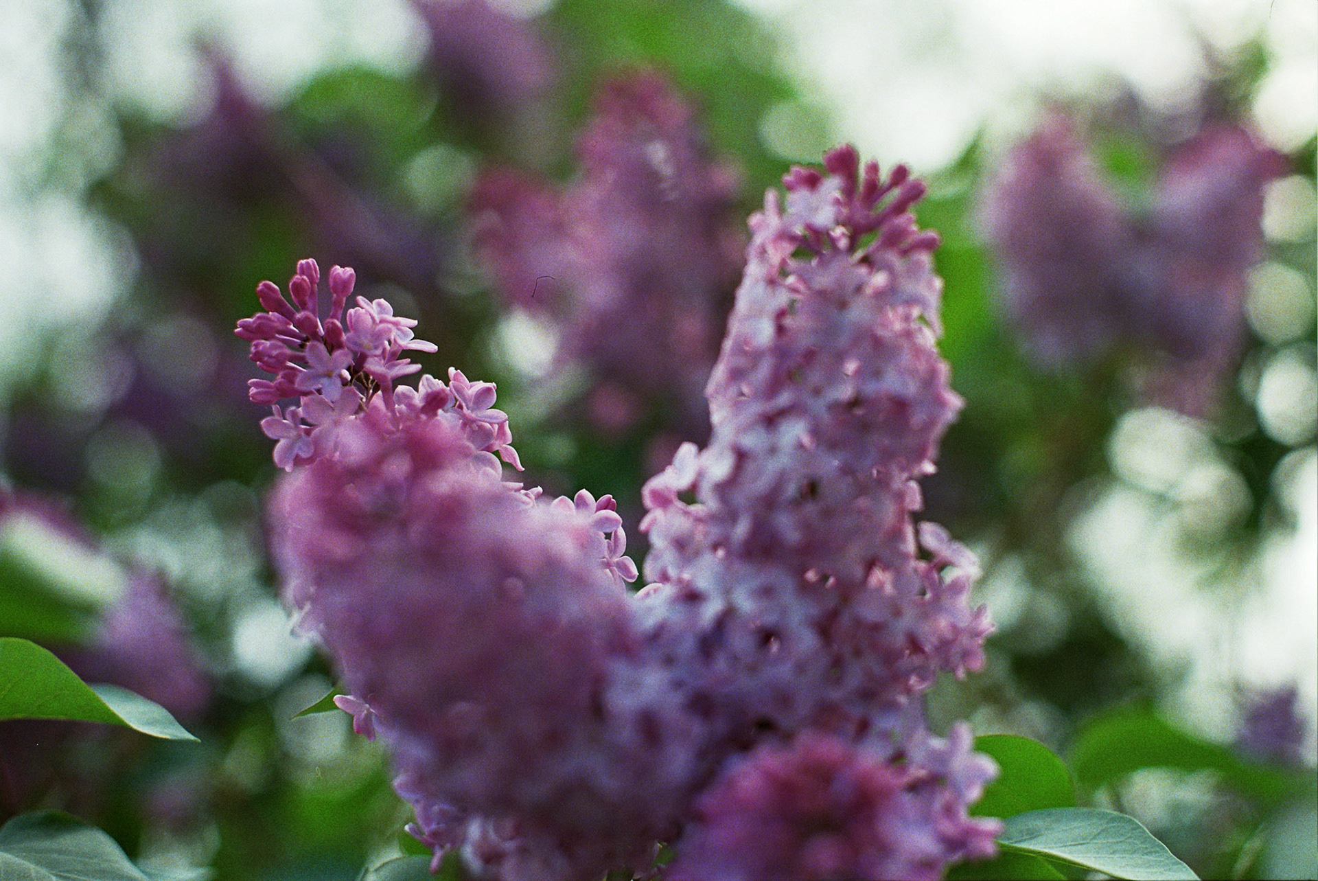 Autosave-File vom d-lab2/3 der AgfaPhoto GmbH