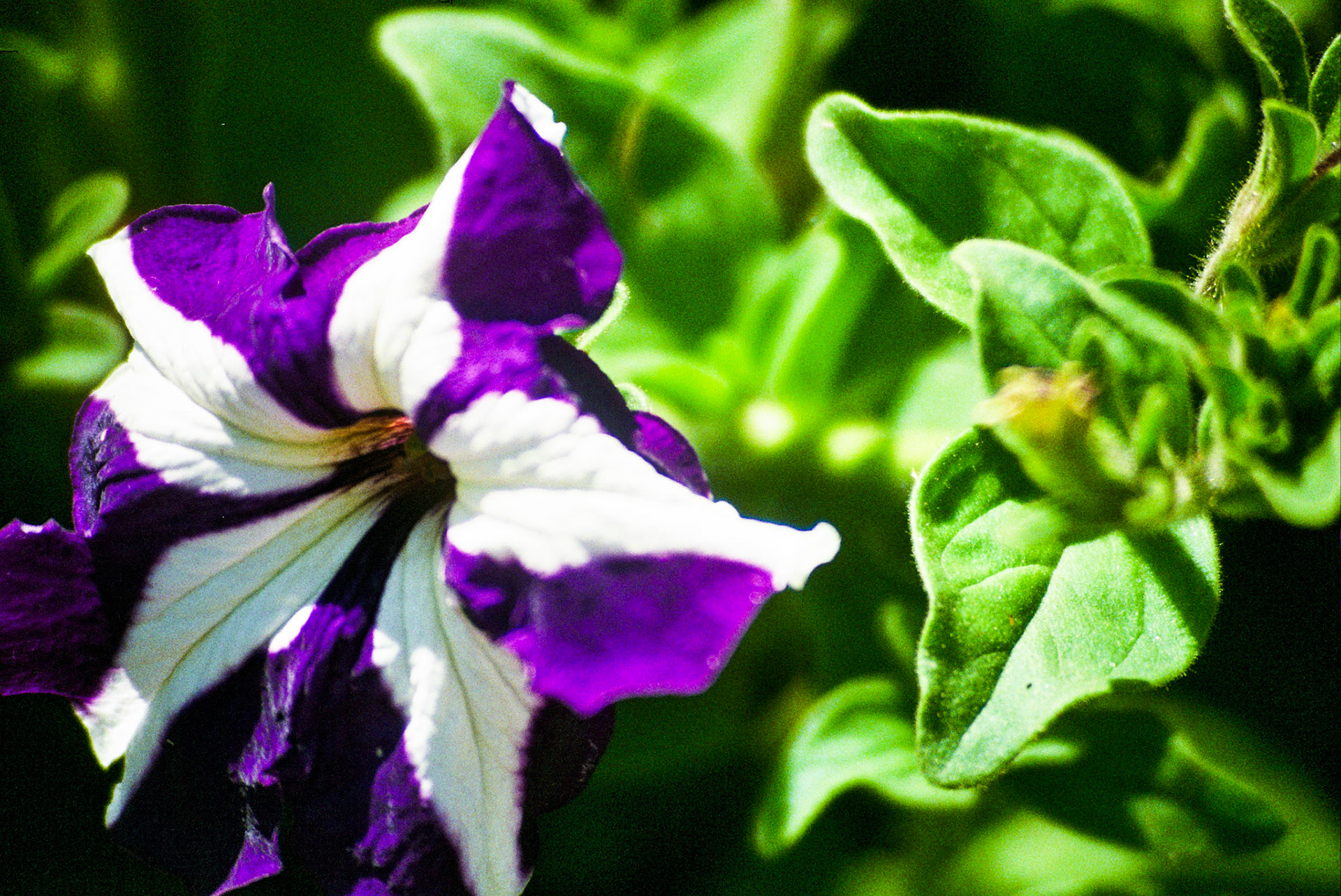 Autosave-File vom d-lab2/3 der AgfaPhoto GmbH