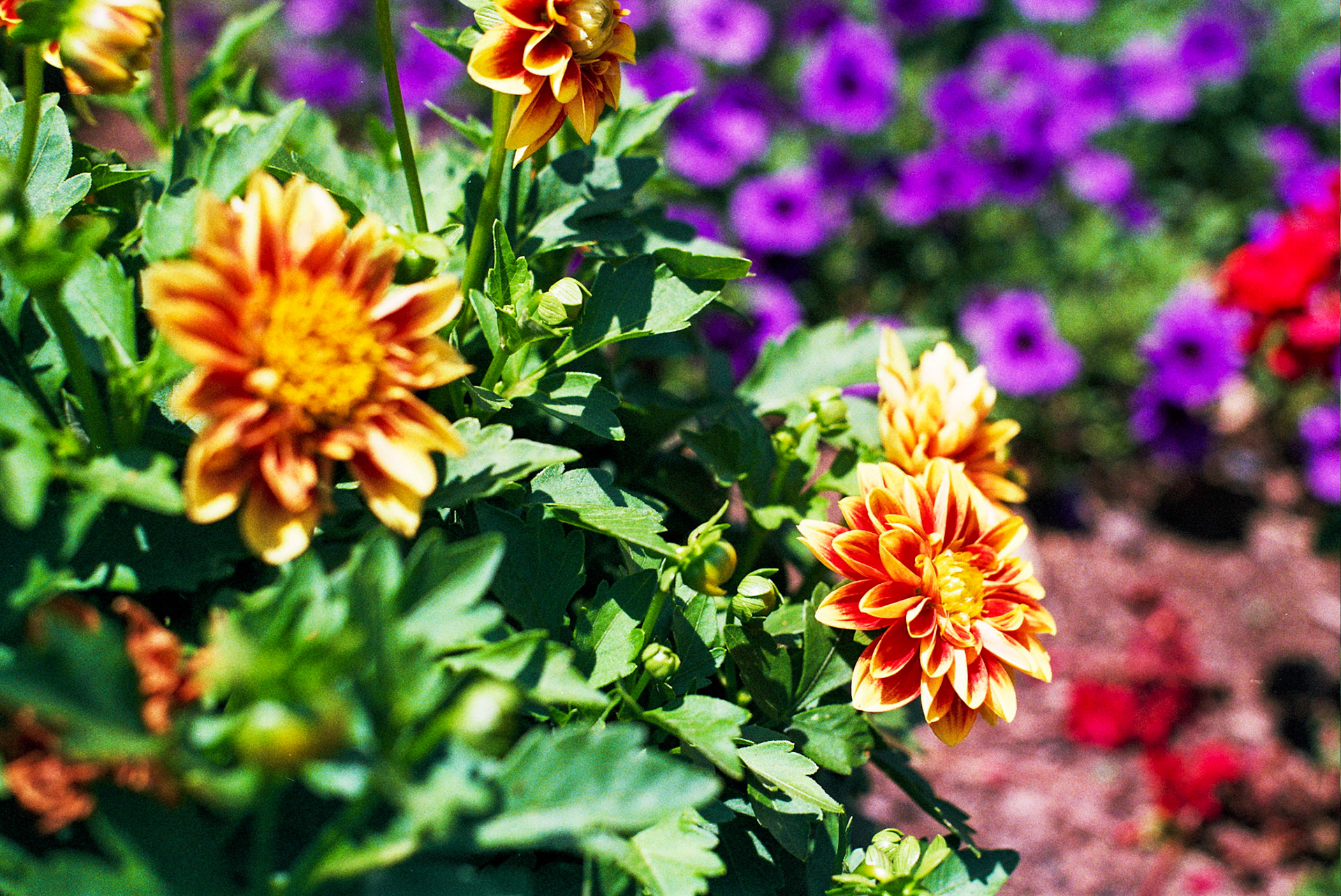 Autosave-File vom d-lab2/3 der AgfaPhoto GmbH