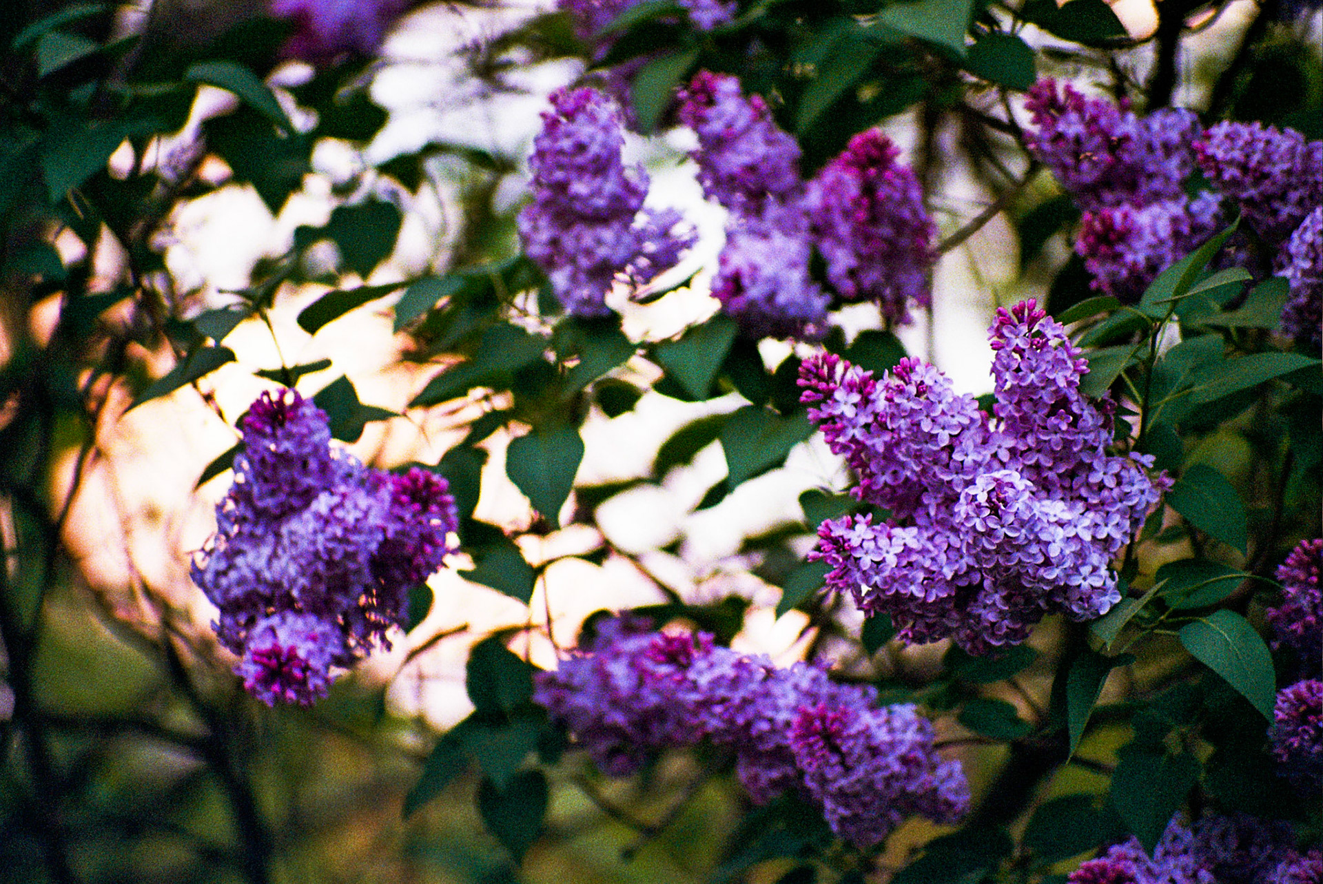 Autosave-File vom d-lab2/3 der AgfaPhoto GmbH