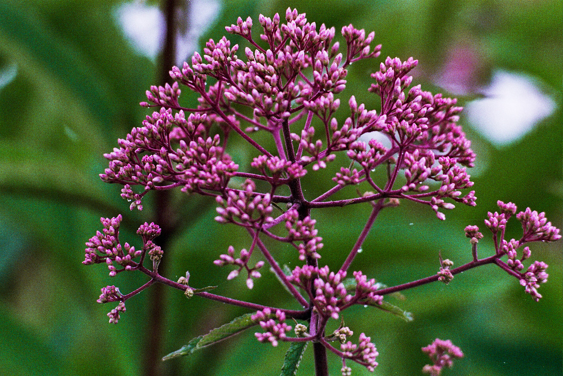 Autosave-File vom d-lab2/3 der AgfaPhoto GmbH
