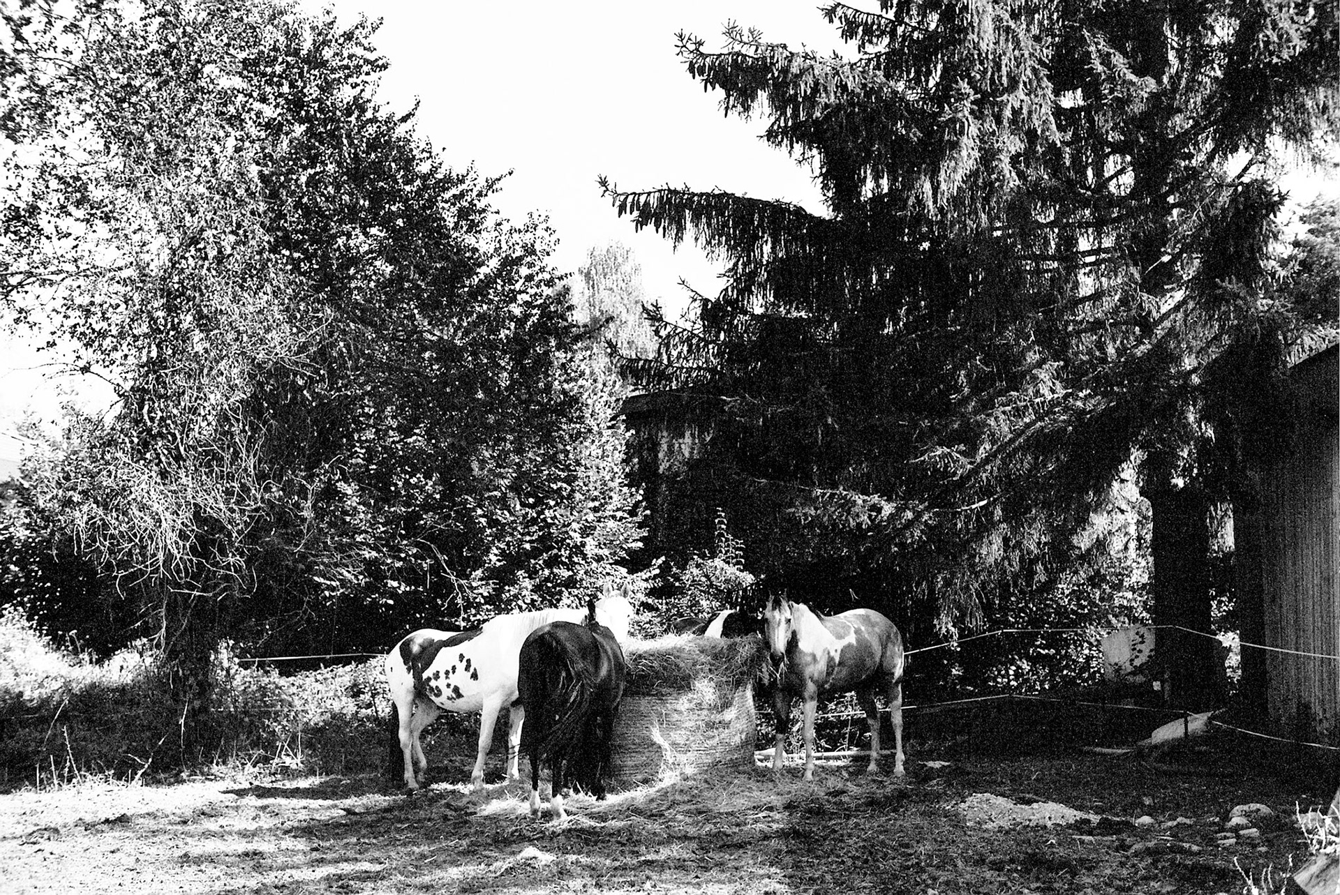 Autosave-File vom d-lab2/3 der AgfaPhoto GmbH