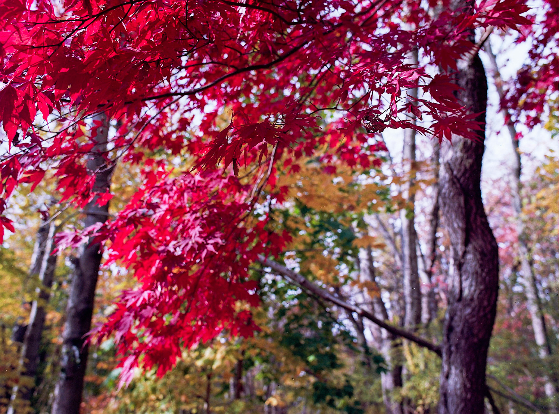 Autosave-File vom d-lab2/3 der AgfaPhoto GmbH