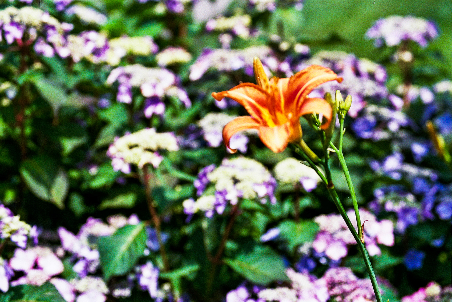 Autosave-File vom d-lab2/3 der AgfaPhoto GmbH