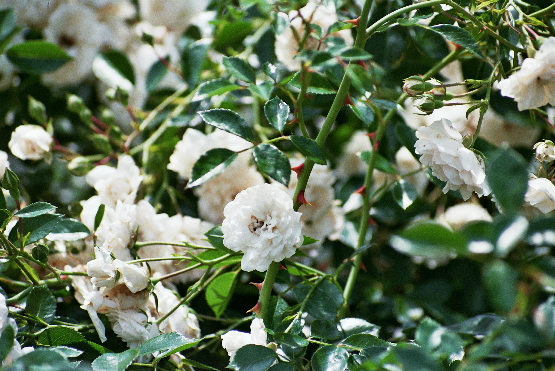 Autosave-File vom d-lab2/3 der AgfaPhoto GmbH