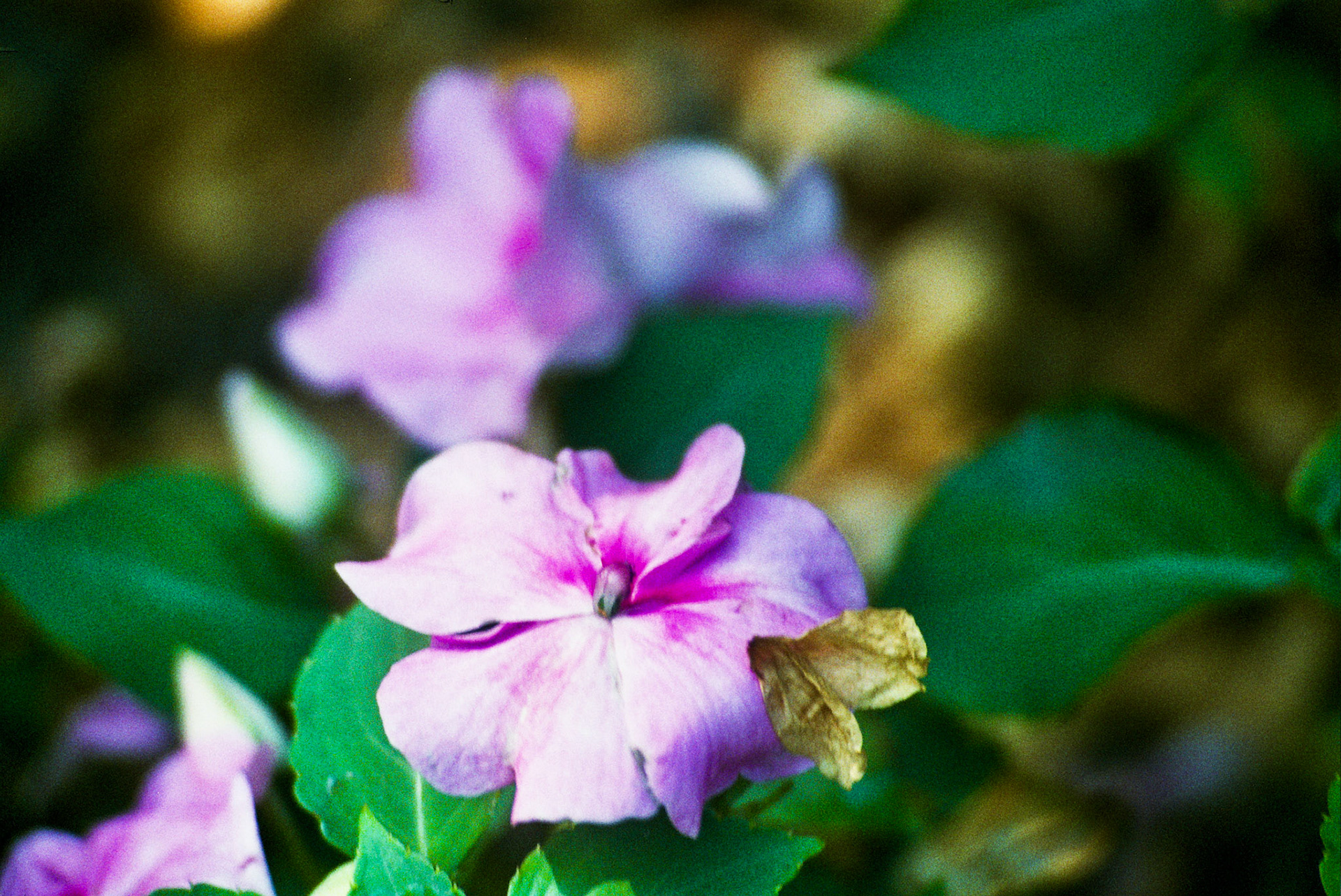 Autosave-File vom d-lab2/3 der AgfaPhoto GmbH