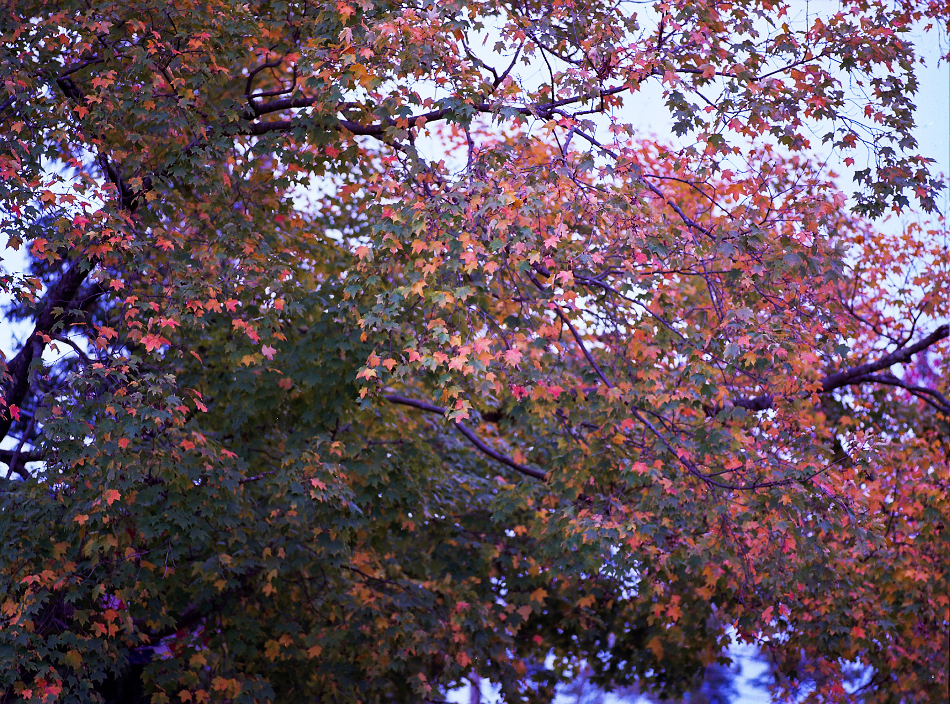 Autosave-File vom d-lab2/3 der AgfaPhoto GmbH