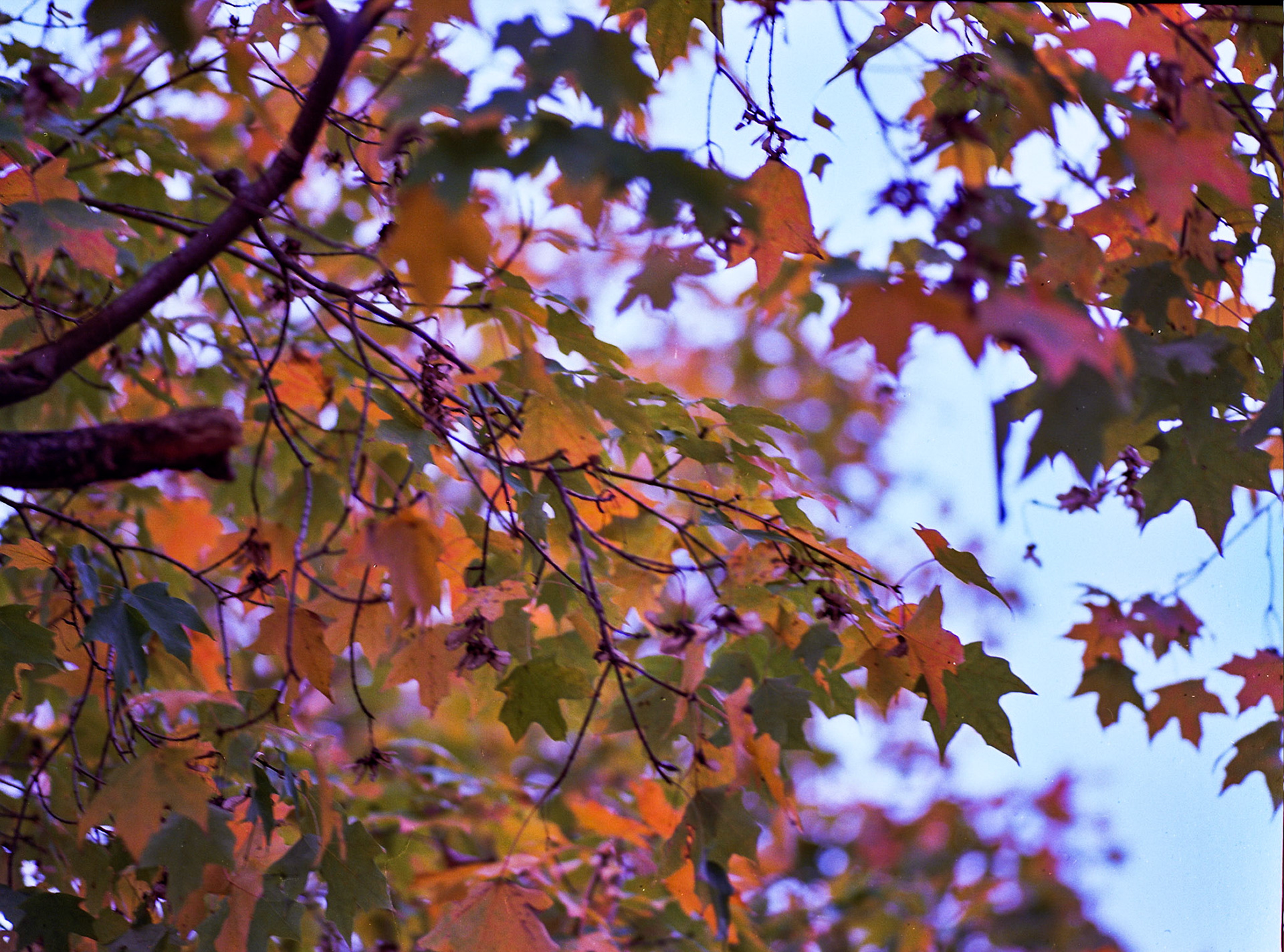 Autosave-File vom d-lab2/3 der AgfaPhoto GmbH