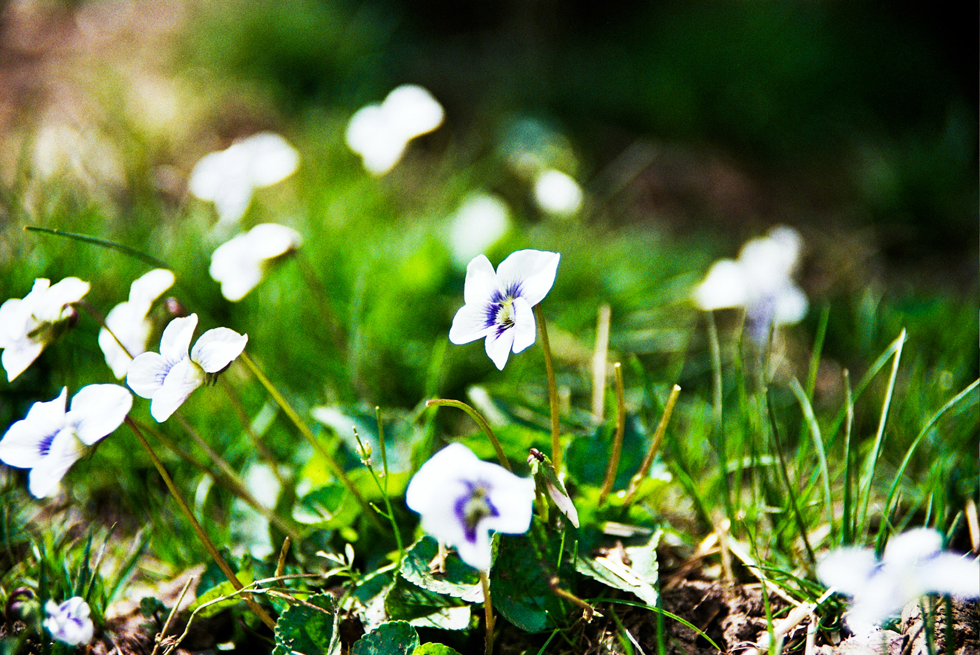 Autosave-File vom d-lab2/3 der AgfaPhoto GmbH