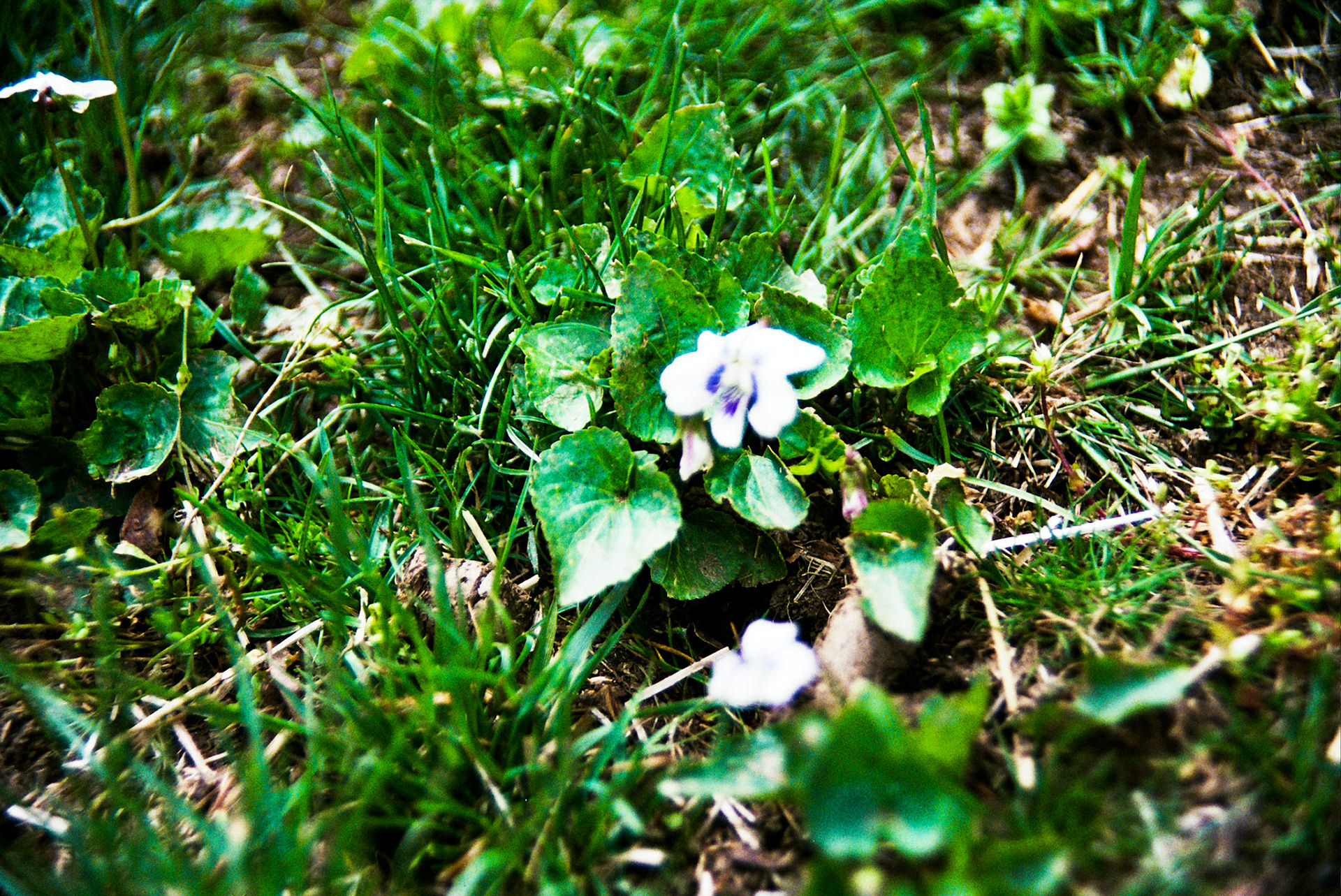 Autosave-File vom d-lab2/3 der AgfaPhoto GmbH