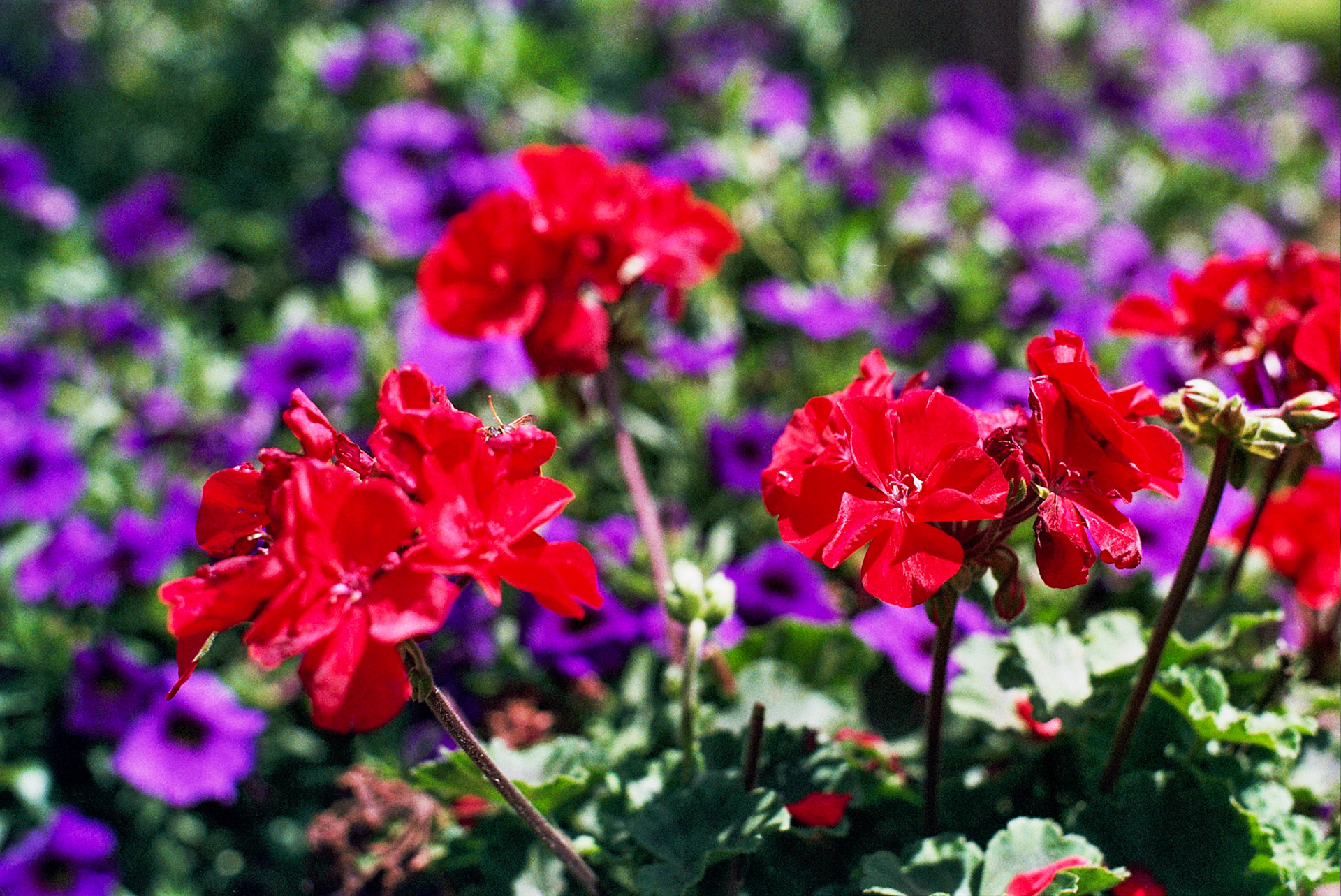 Autosave-File vom d-lab2/3 der AgfaPhoto GmbH