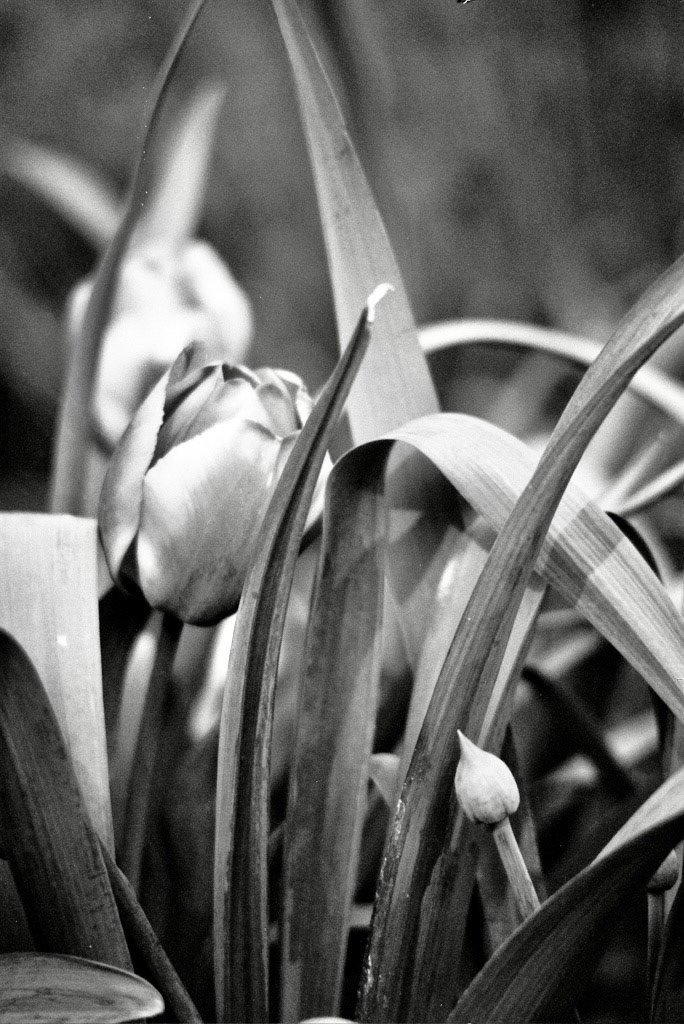 Autosave-File vom d-lab2/3 der AgfaPhoto GmbH