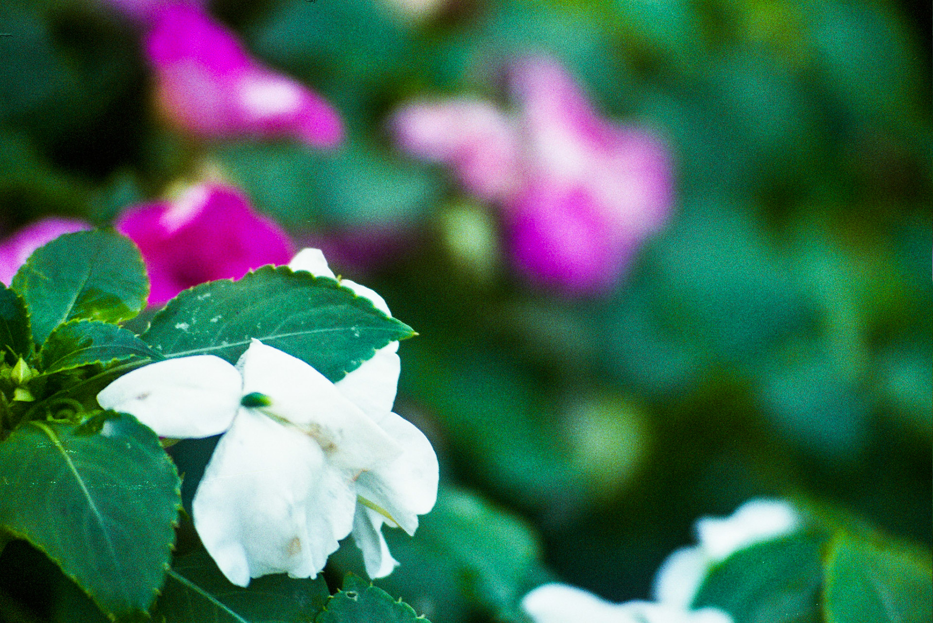 Autosave-File vom d-lab2/3 der AgfaPhoto GmbH