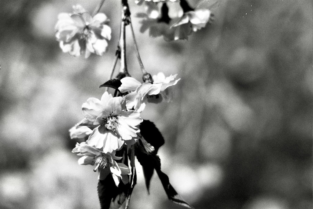 Autosave-File vom d-lab2/3 der AgfaPhoto GmbH