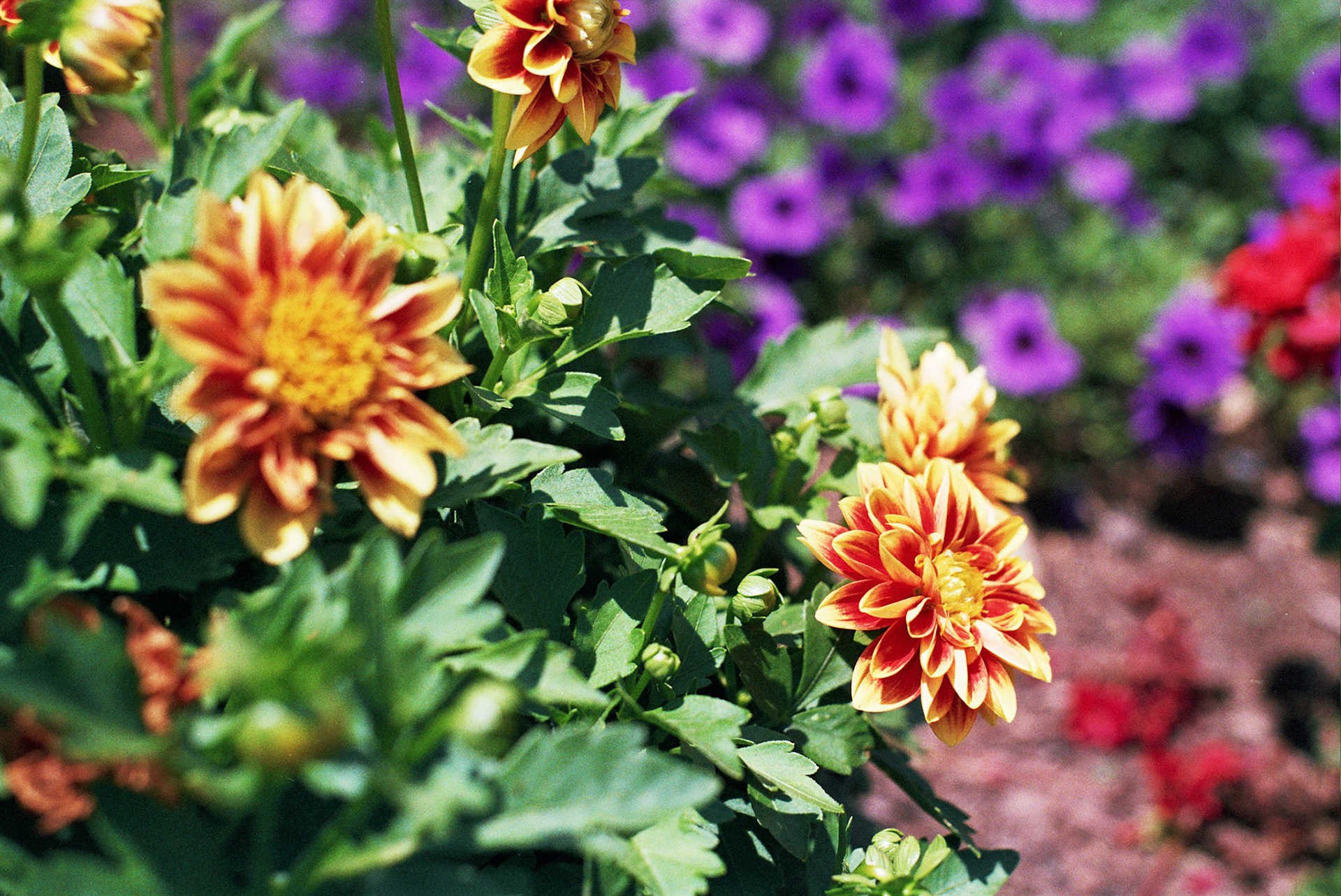 Autosave-File vom d-lab2/3 der AgfaPhoto GmbH